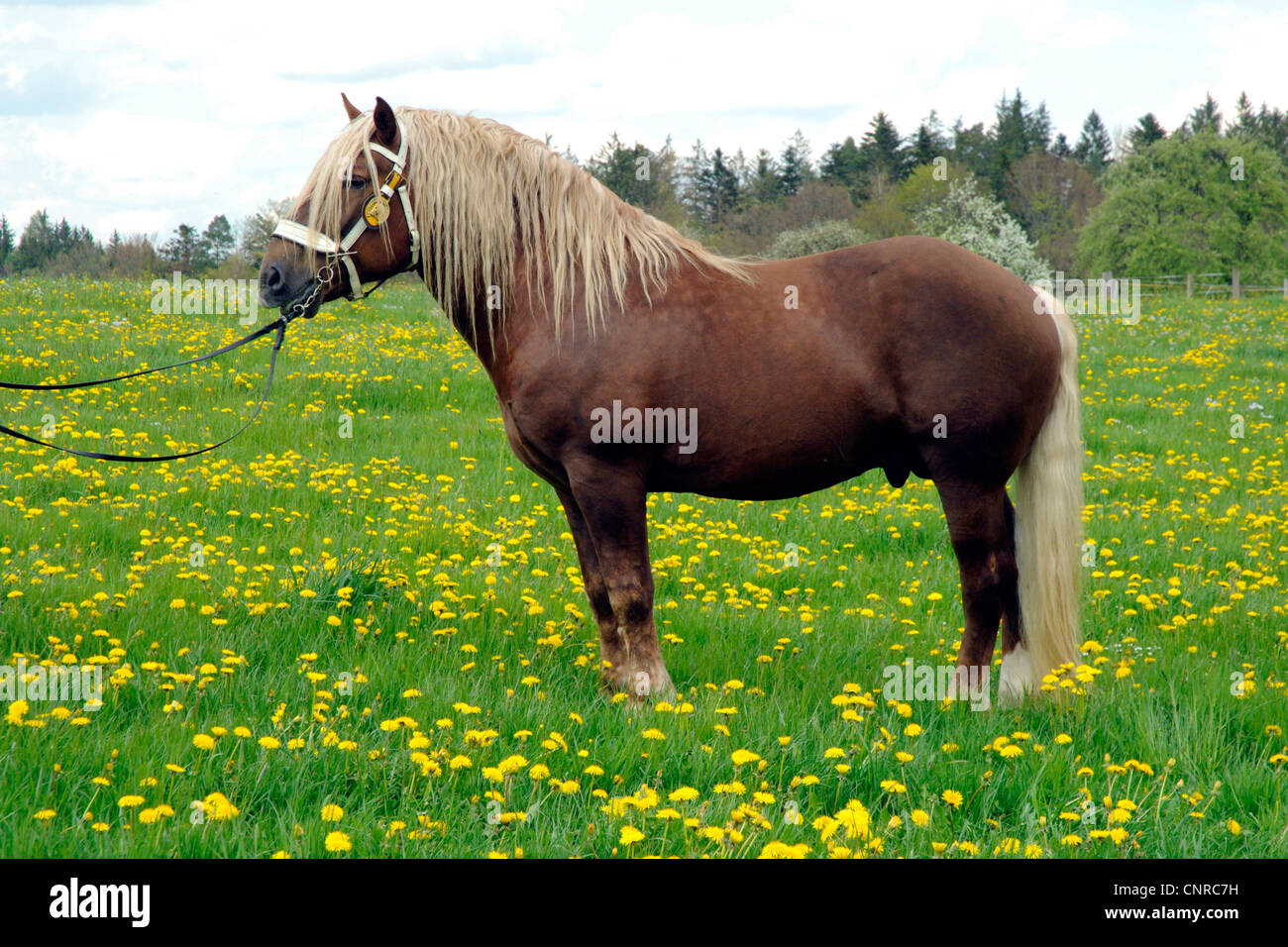 Sud coldblood tedesco (Equus przewalskii f. caballus), stallone in piedi sul pascolo in primavera, GERMANIA Baden-Wuerttemberg, Schwaebische Alb Foto Stock