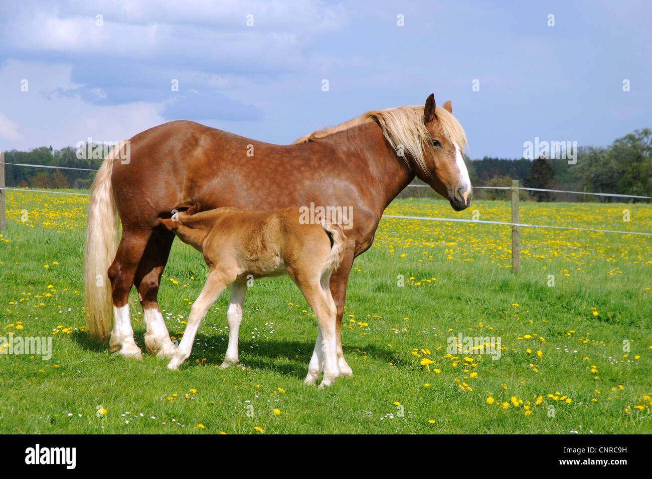 Sud coldblood tedesco (Equus przewalskii f. caballus), mare nursing puledro su pascolo in primavera, GERMANIA Baden-Wuerttemberg, Svevo Foto Stock