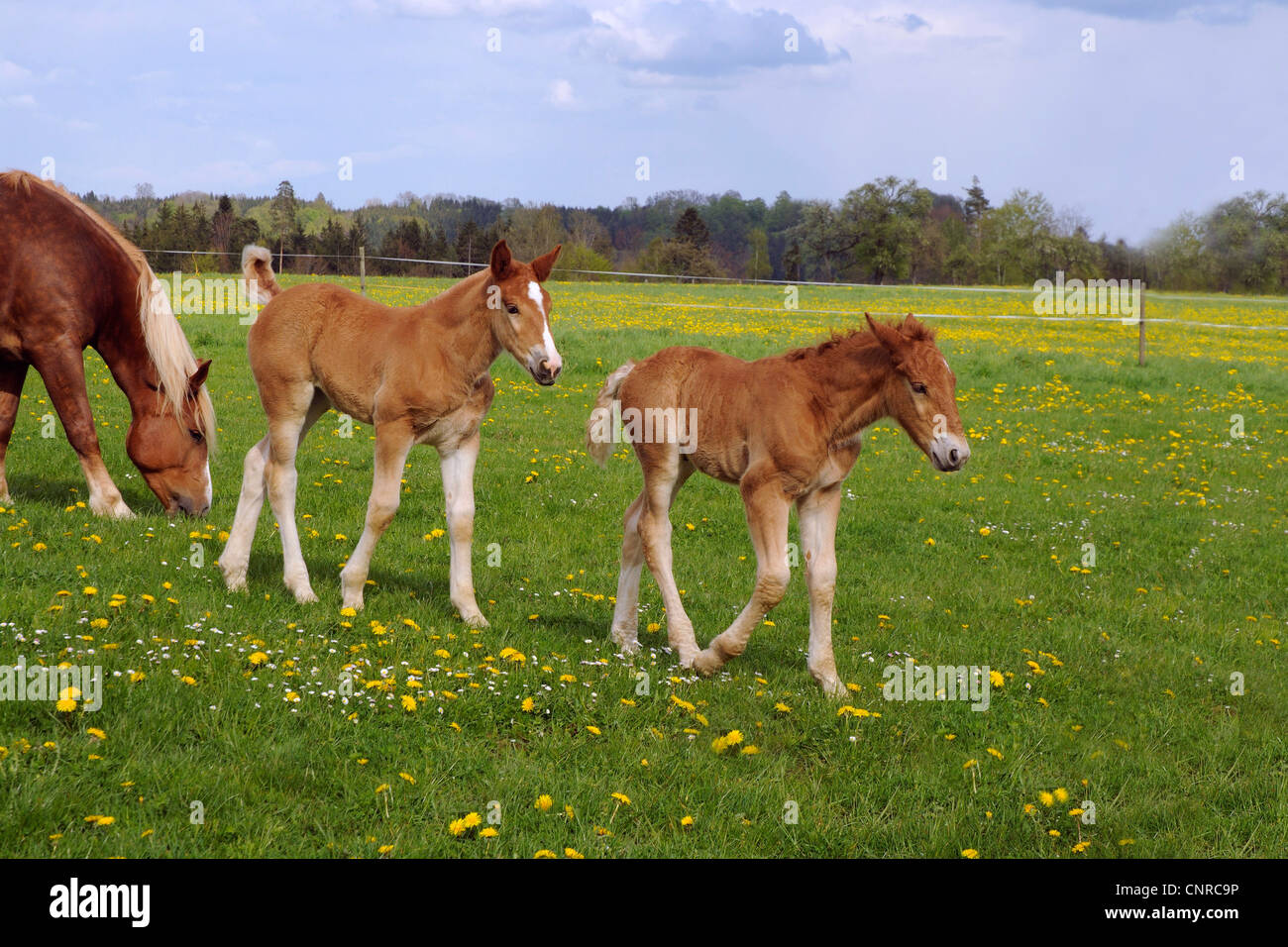 Sud coldblood tedesco (Equus przewalskii f. caballus), il mare con due puledri su pascolo in primavera, GERMANIA Baden-Wuerttemberg, Schwaebische Alb Foto Stock