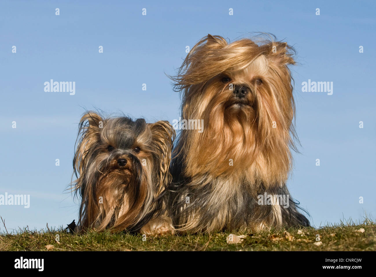Yorkshire Terrier (Canis lupus f. familiaris), 2 animali seduti su un prato Foto Stock