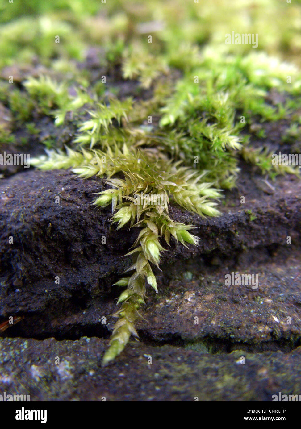 Rough-sgambate feather-moss (Brachythecium rutabulum), che cresce su una parete, in Germania, in Renania settentrionale-Vestfalia Foto Stock