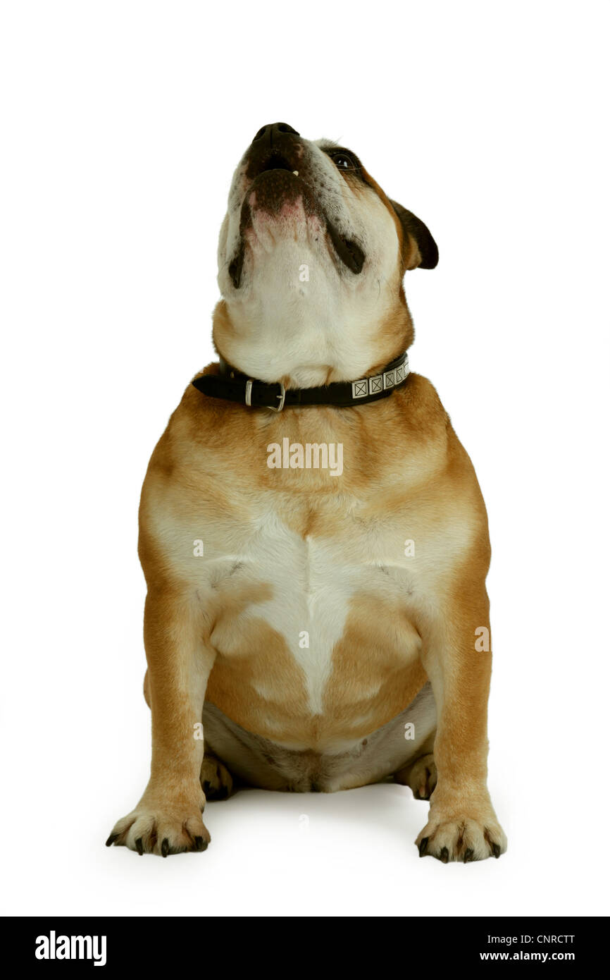 Bulldog inglese (Canis lupus f. familiaris), seduto e guardando in alto Foto Stock