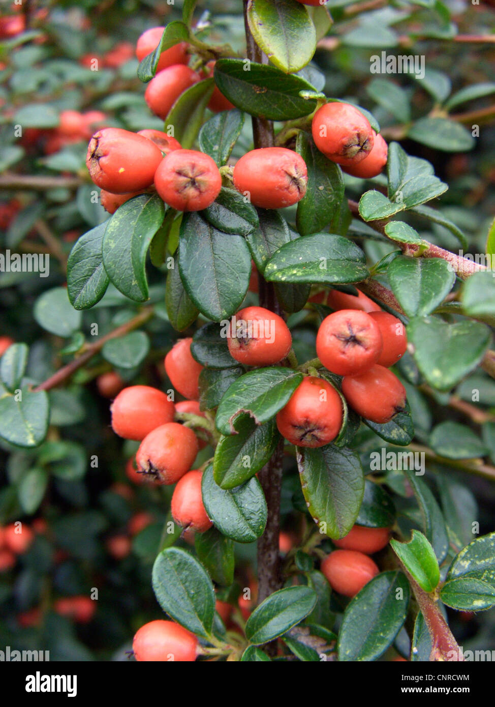 Uva ursina Cotoneaster (Cotoneaster dammeri), con frutti Foto Stock