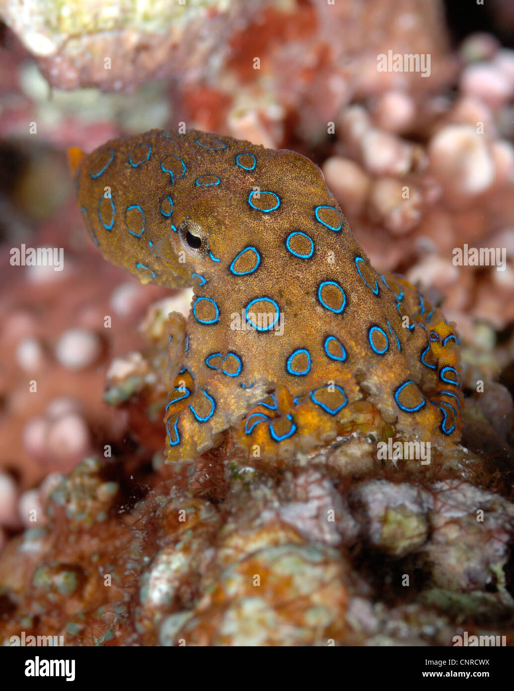 Un blu di inanellare octopus fotografato su una immersione notturna nella Lembeh strait Sulawesi Foto Stock