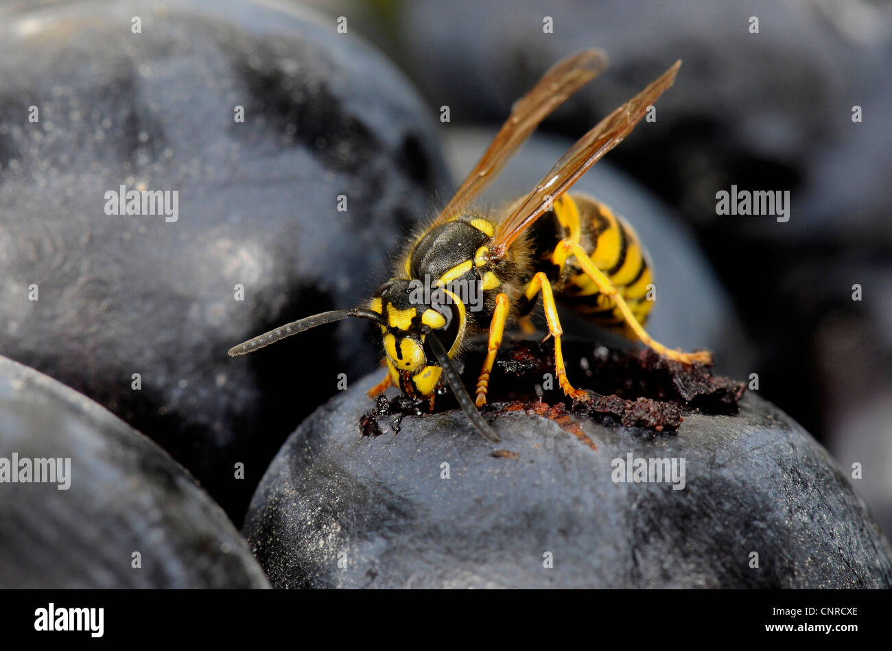 Il tedesco wasp (Vespula germanica), si alimenta di uve rosse Foto Stock