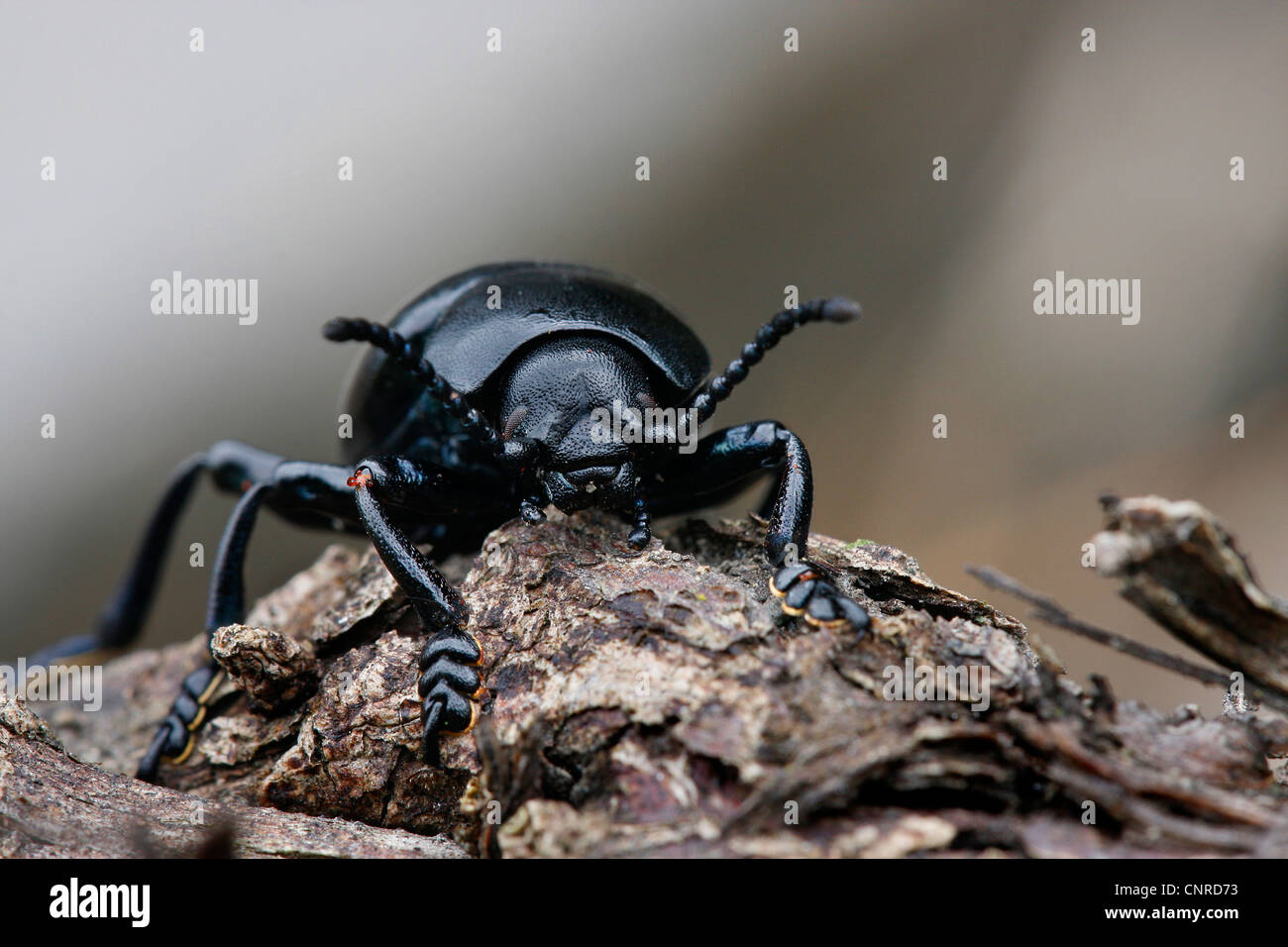 Sanguinosa naso-beetle (Timarcha tenebricosa), sulla corteccia, in Germania, in Renania Palatinato Foto Stock