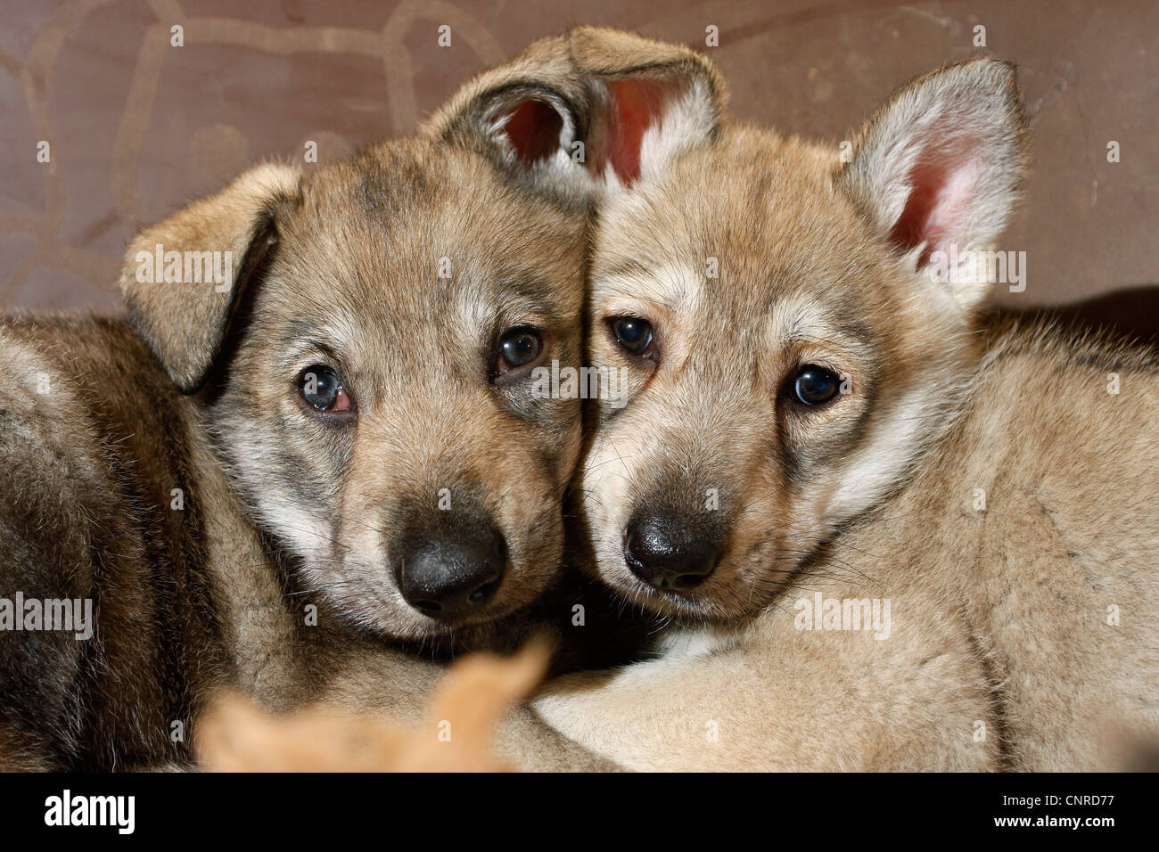 Saarloos Wolfdog (Canis lupus f. familiaris), cuccioli cercando timidamente Foto Stock