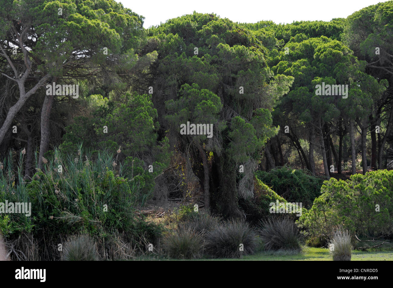 Pino domestico (Pinus pinea), la foresta di pini, Spagna, Andalusia Foto Stock