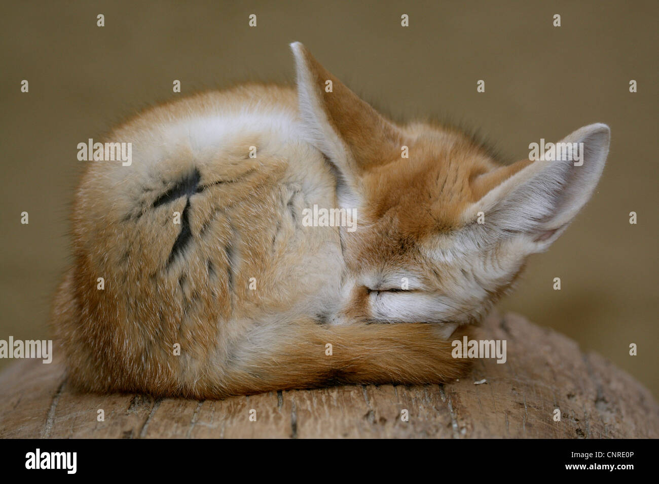 Fennec fox (Fennecus zerda, Vulpes zerda), dormendo Foto Stock