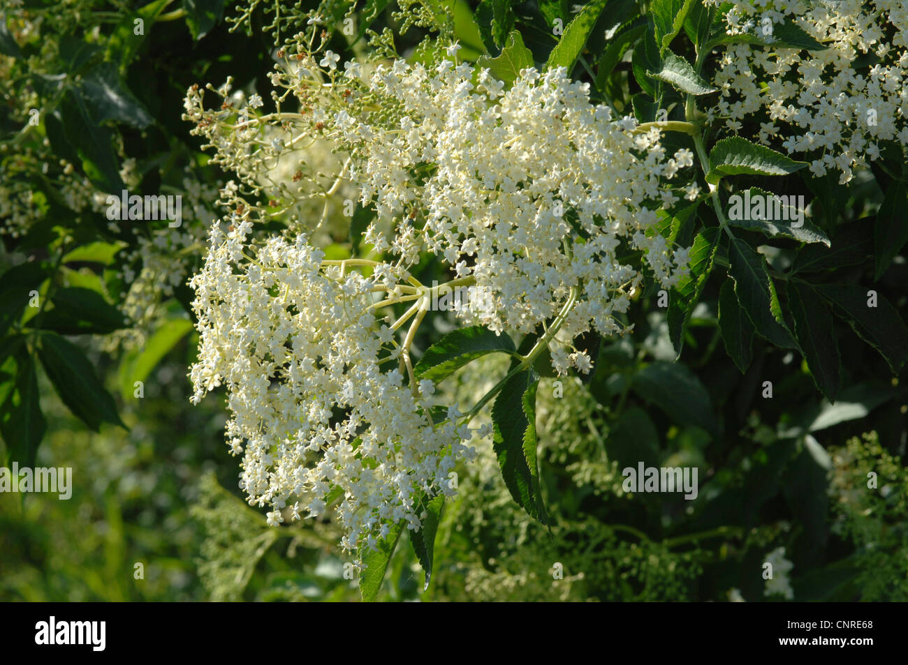 Nero europeo di sambuco (Sambucus nigra), infiorescenza, in Germania, in Baviera Foto Stock