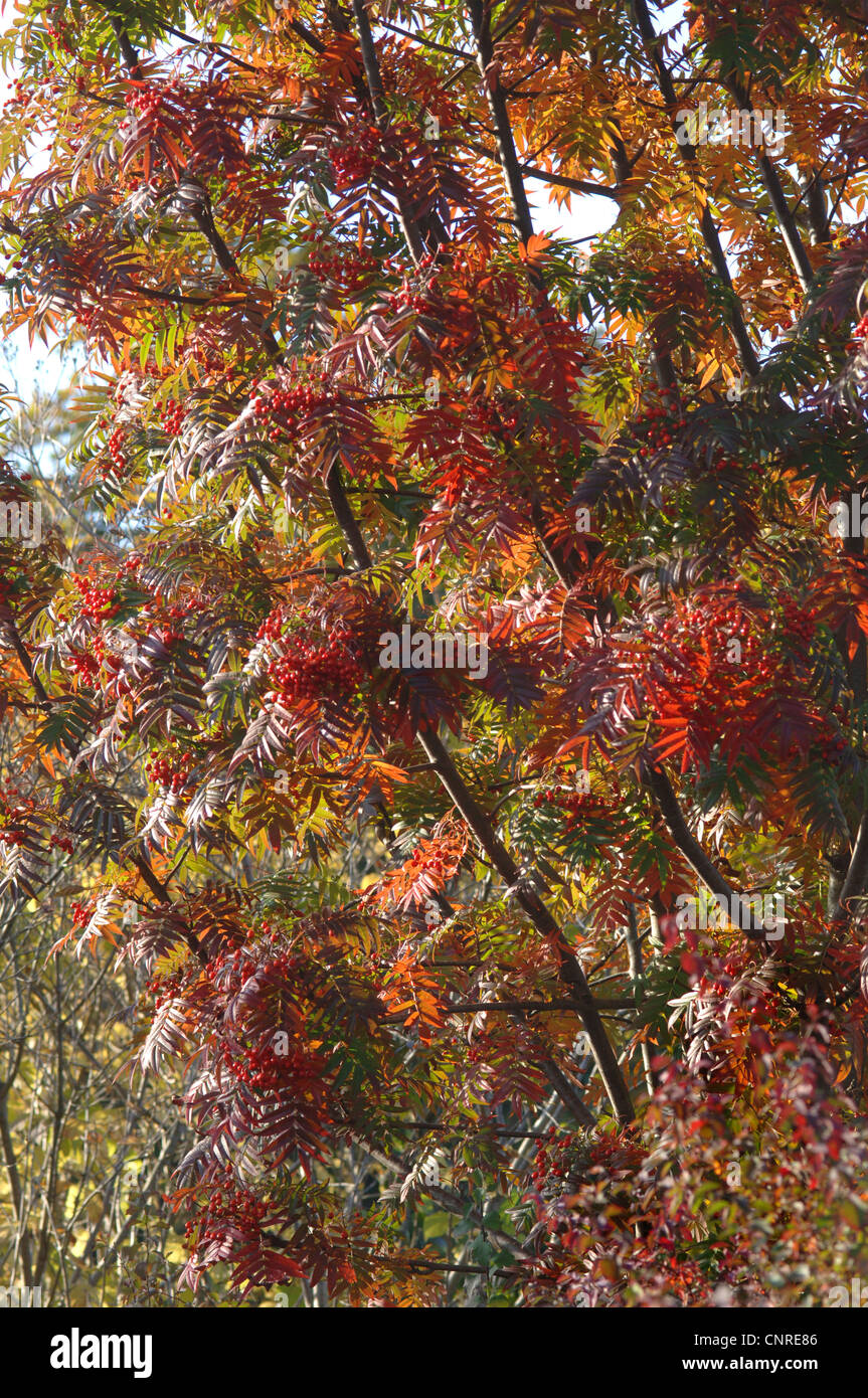 Sorbo montano giapponese (Sorbus commixta "Carmencita', Sorbus commixta Carmencita), con frutti in autunno la colorazione Foto Stock