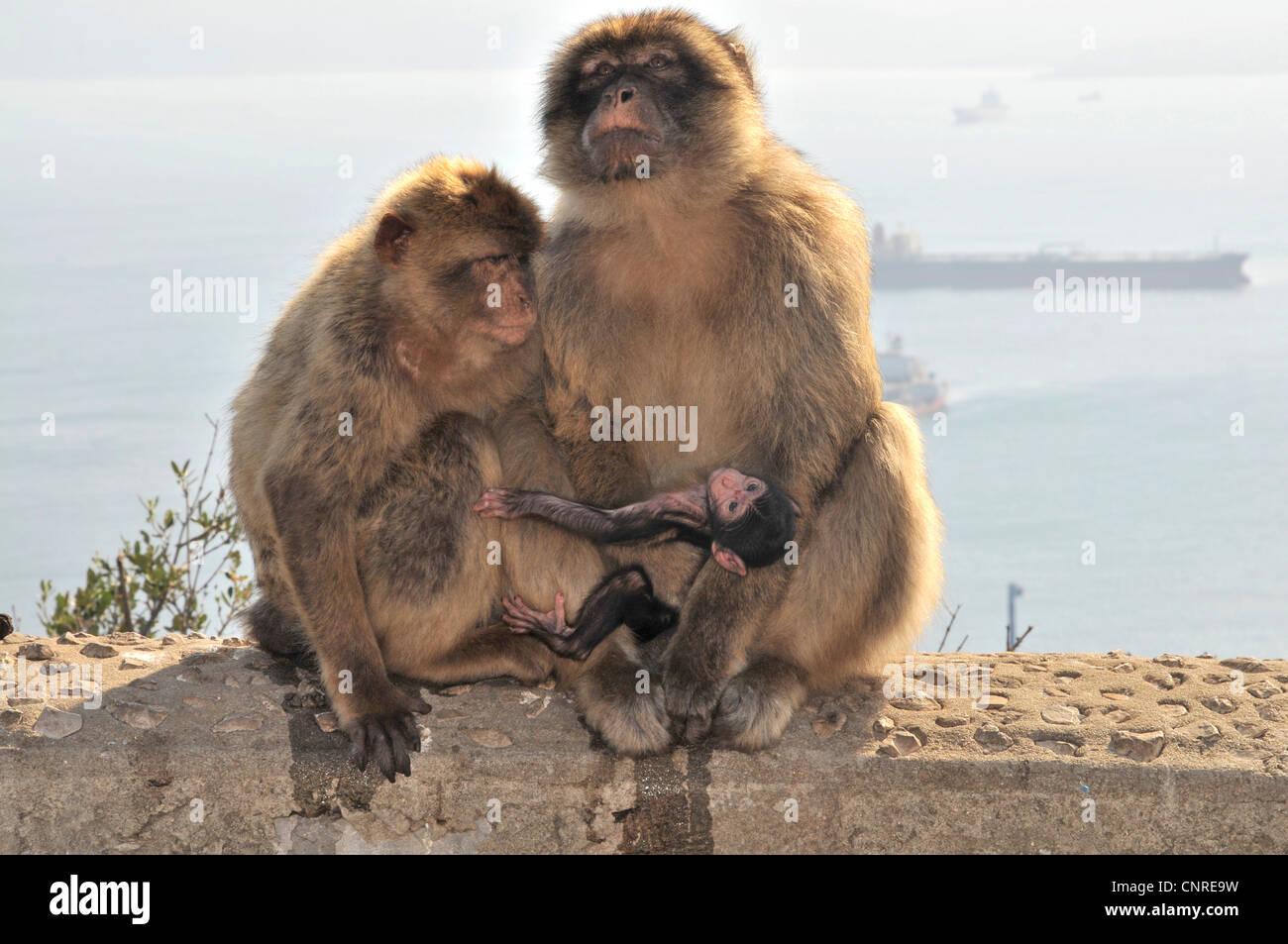 Barberia ape, barbary macaque (Macaca sylvanus), la famiglia sulla Roccia di Gibilterra, Regno Unito, Gibilterra Foto Stock