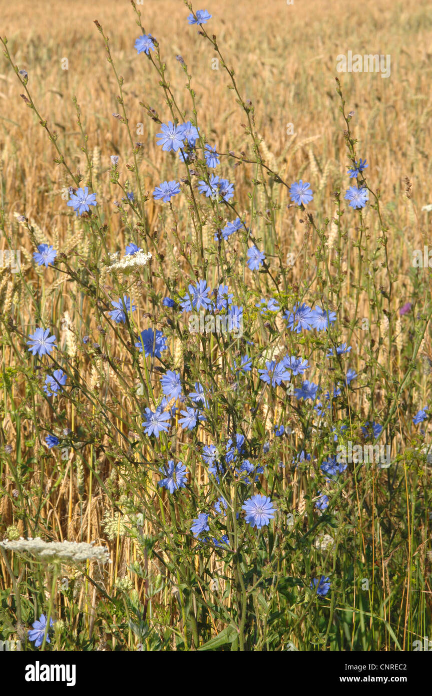 Blue marinai, comune cicoria selvatica cicorie (Cichorium intybus), fioritura a confine campo, in Germania, in Baviera Foto Stock