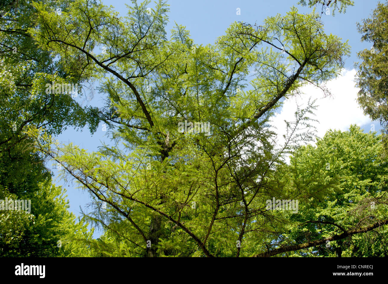 Giapponese larice (Larix kaempferi), habitus Foto Stock