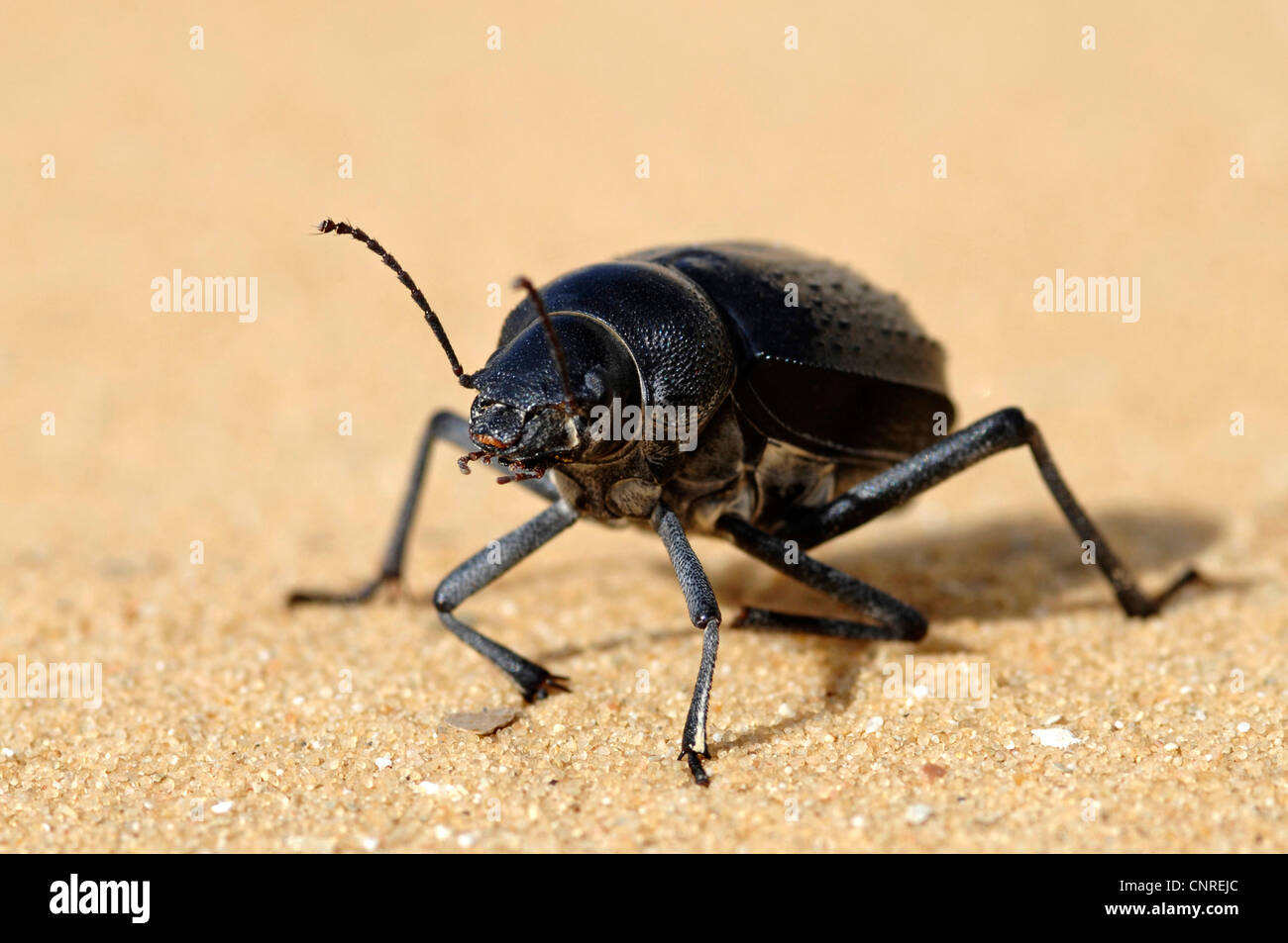 Beetle camminando nel deserto di sabbia, Egitto, White Desert National Park Foto Stock