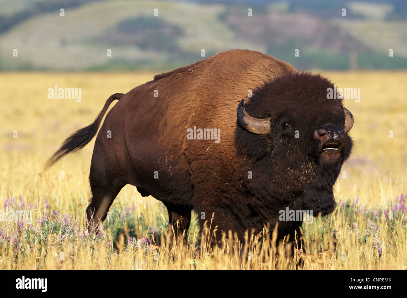 Bisonti americani, Buffalo (Bison bison), curling labbra, STATI UNITI D'AMERICA, il Parco Nazionale di Yellowstone Foto Stock