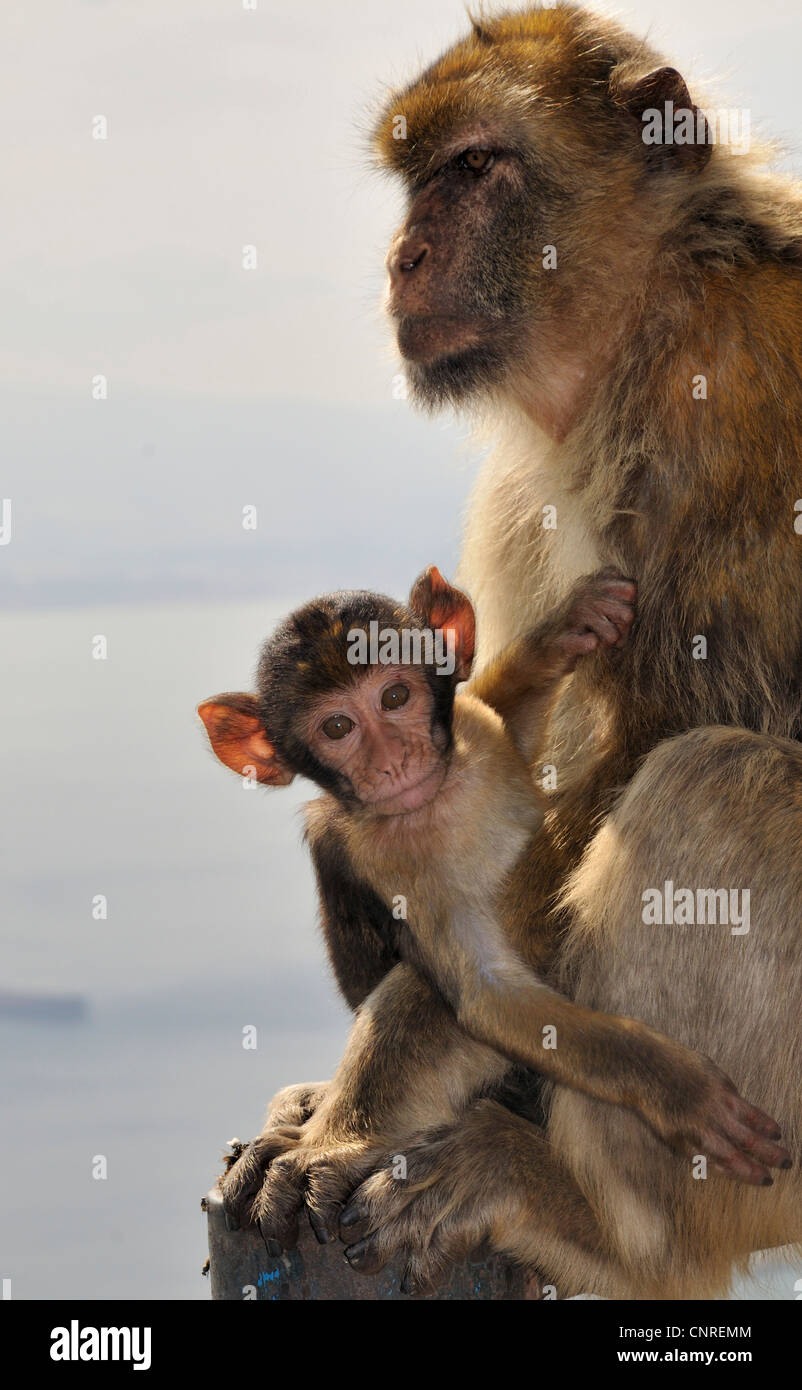 Barberia ape, barbary macaque (Macaca sylvanus), madre con pup, pup guarda nella telecamera, Regno Unito, Gibilterra Foto Stock