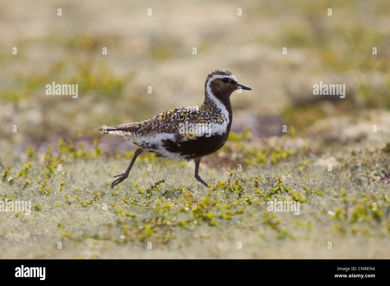 American golden plover (Pluvialis dominica), rund su licheni delle renne, Norvegia, Opdal Foto Stock