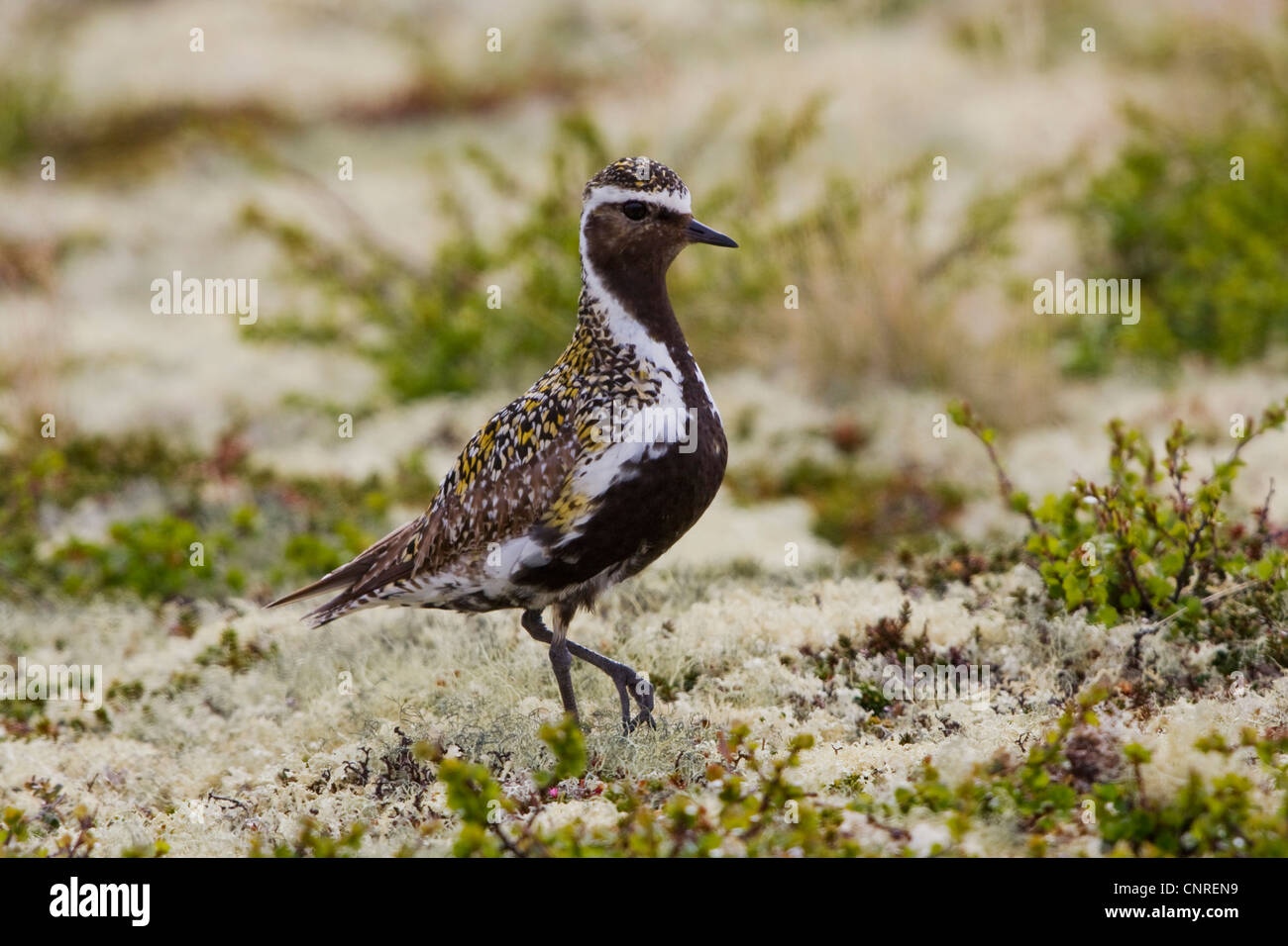 American golden plover (Pluvialis dominica), passeggiate su licheni delle renne, Norvegia, Opdal Foto Stock