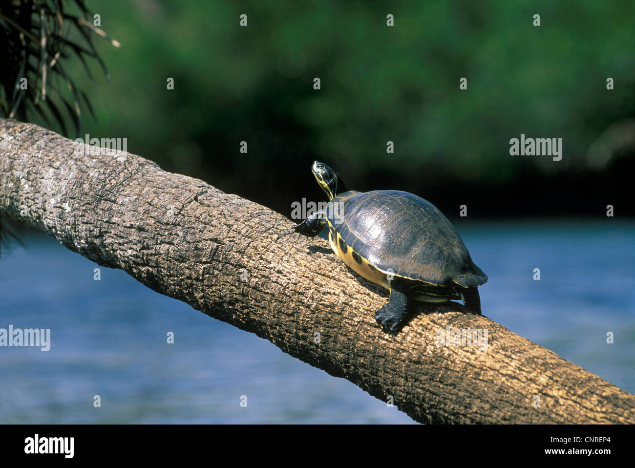 Rosso-panciuto tartaruga, Americano rosso di ventre (tartaruga Pseudemys rubriventris rubriventris), arrampicata su un tronco di albero, prendere il sole, STATI UNITI D'AMERICA, Florida Foto Stock