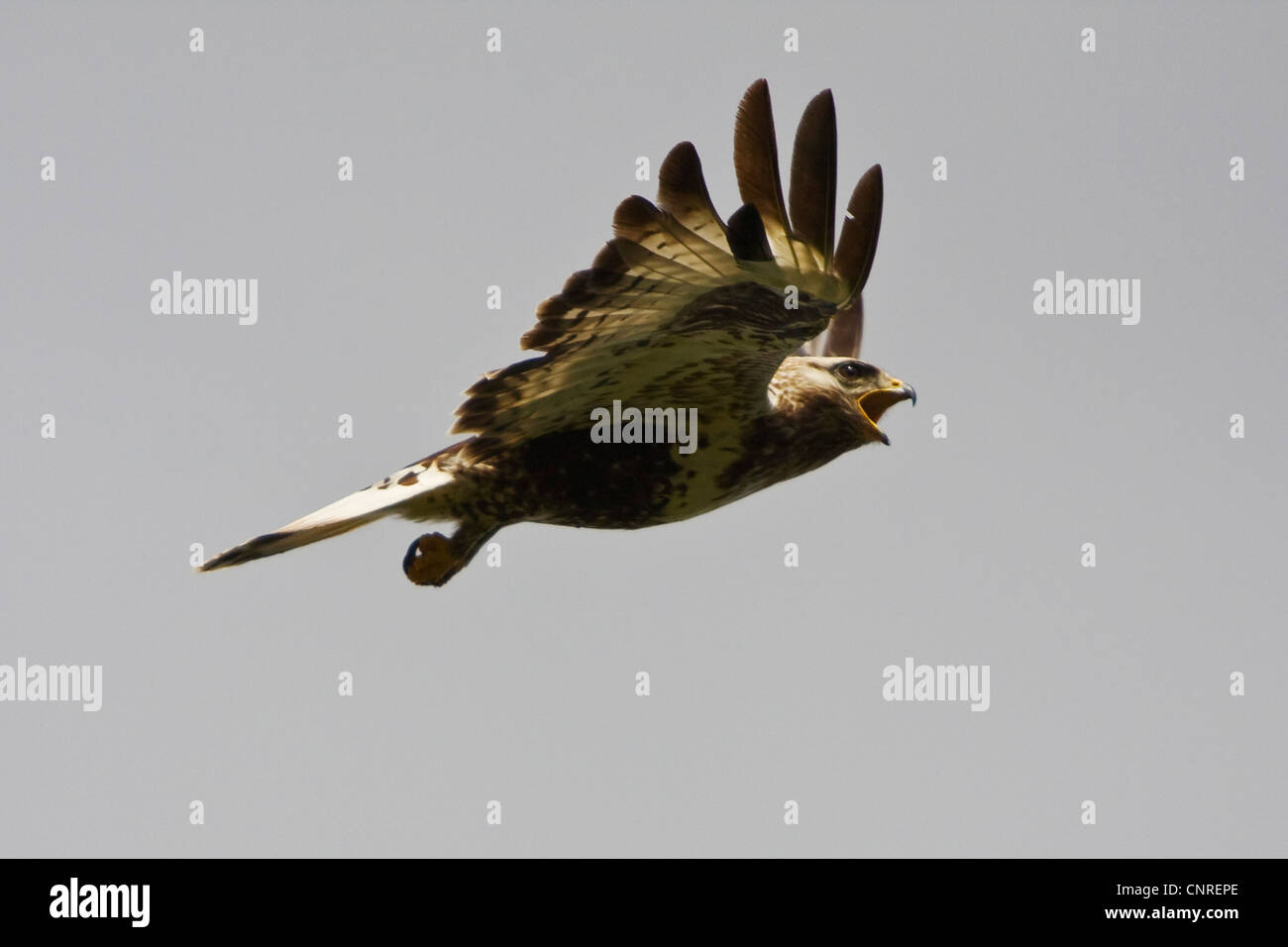 Rough-zampe poiana (Buteo lagopus), classe mentre si è in volo, Svezia Foto Stock