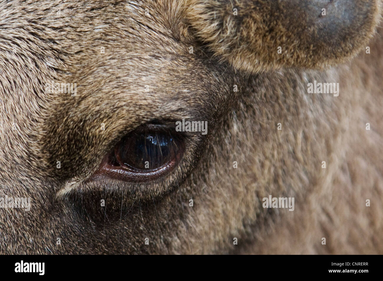 Elk, alci europea (Alces alces alces) e Jung bull, occhio, Norvegia Foto Stock