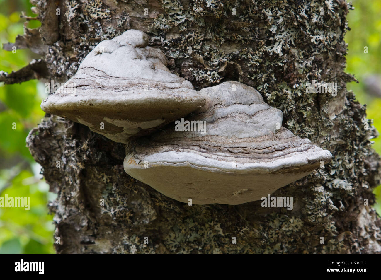 Zoccolo fungo, tinder staffa (Fomes fomentarius), in corrispondenza di una betulla, Svezia Foto Stock
