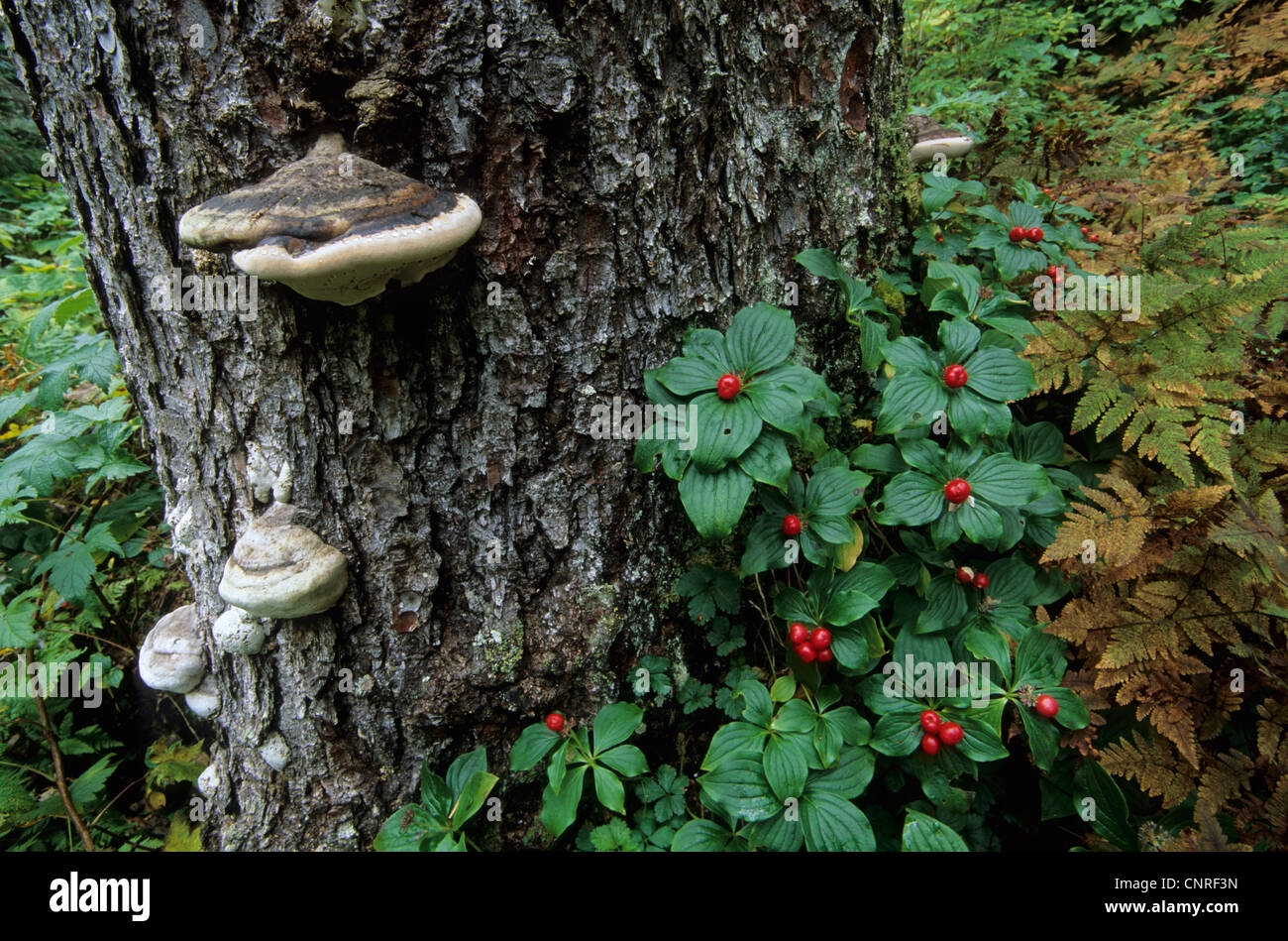 Bunchberry nana, corniolo, sanguinello Nana (Cornus canadensis), con il legno di funghi e felci, STATI UNITI D'AMERICA, Alaska Kenai Foto Stock