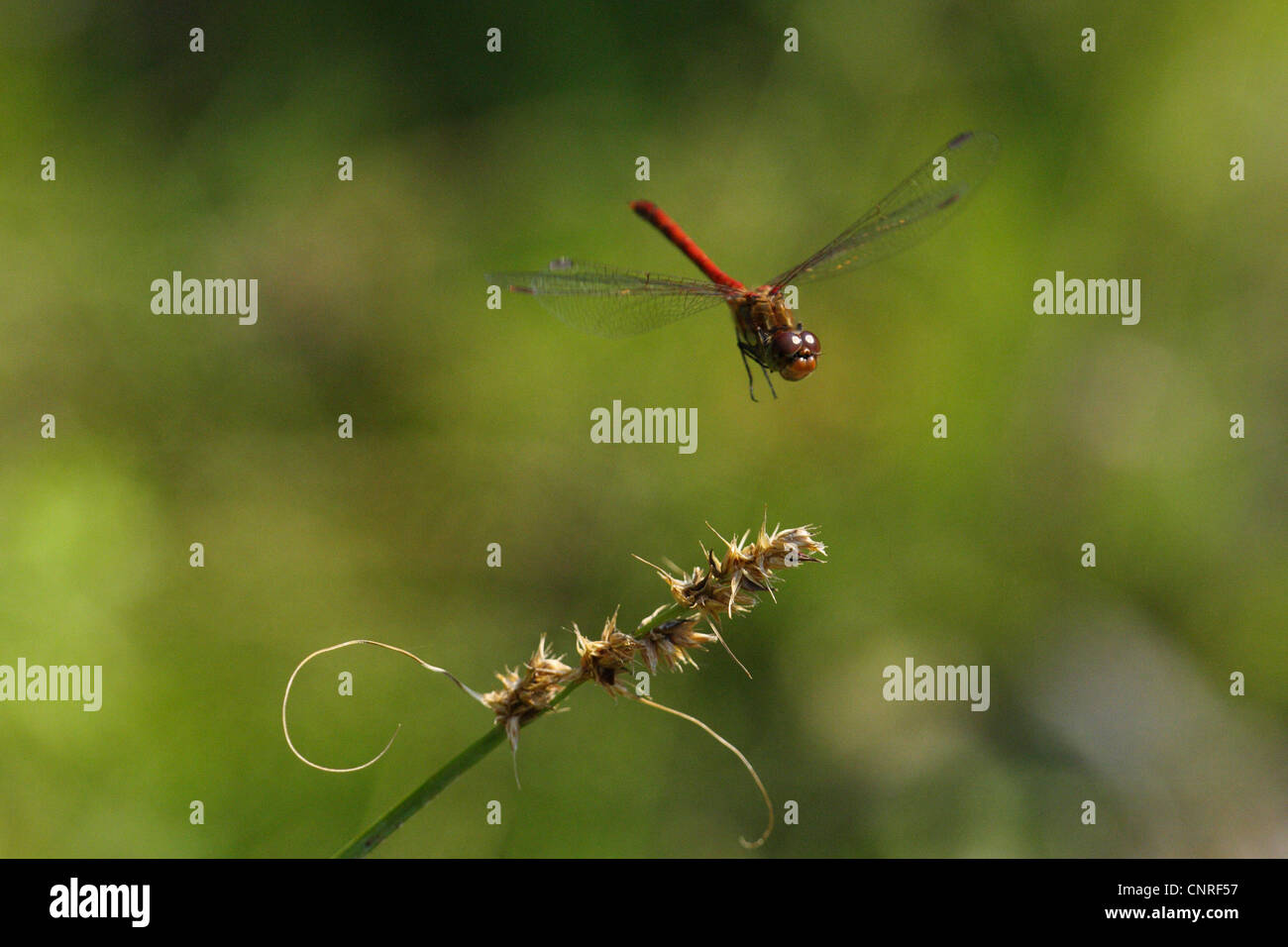 Sympetrum comune, comune darter (Sympetrum striolatum), flying Foto Stock