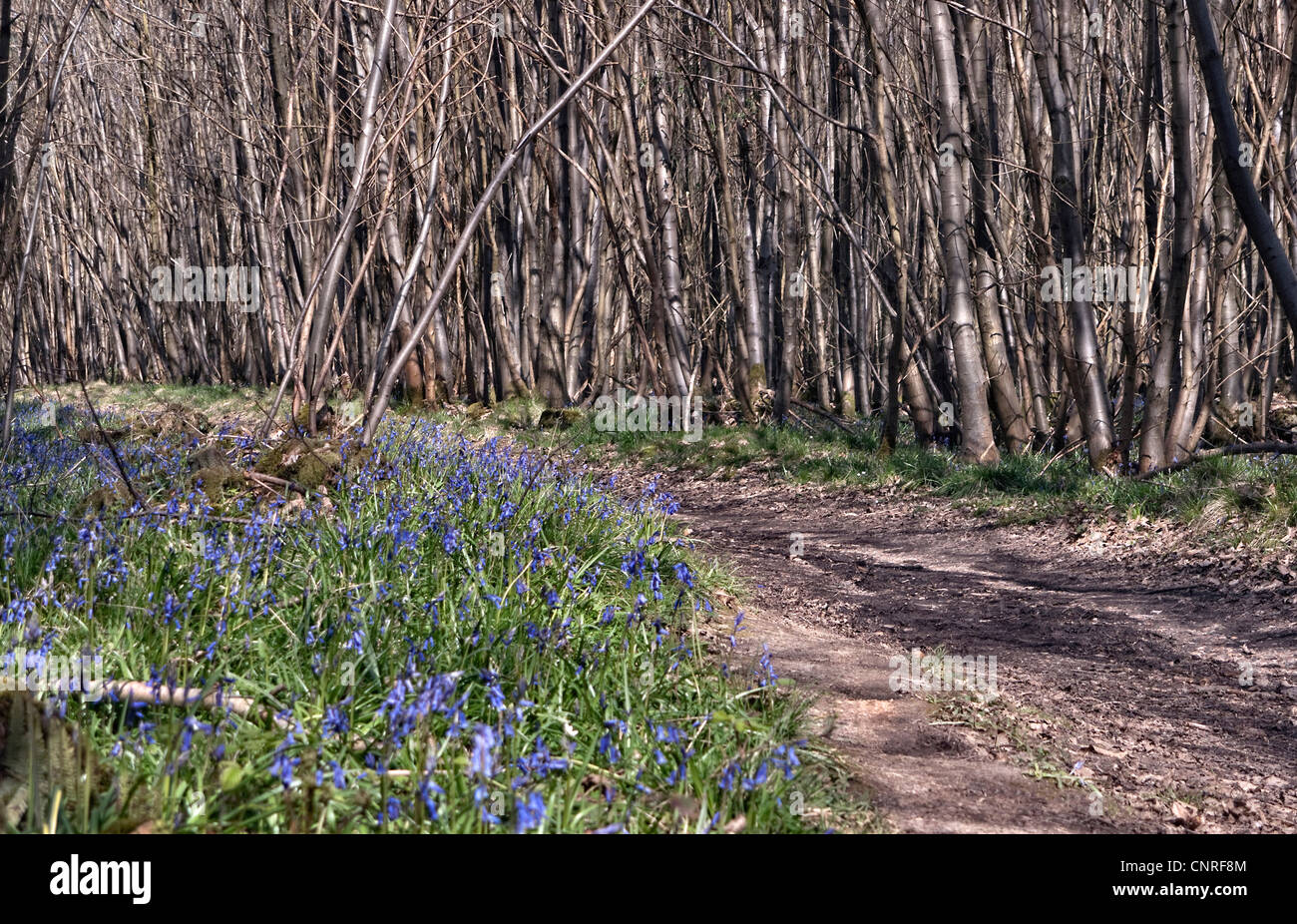 Bluebell wood fuori North Downs modo vicino a Chilham Kent Regno Unito Foto Stock