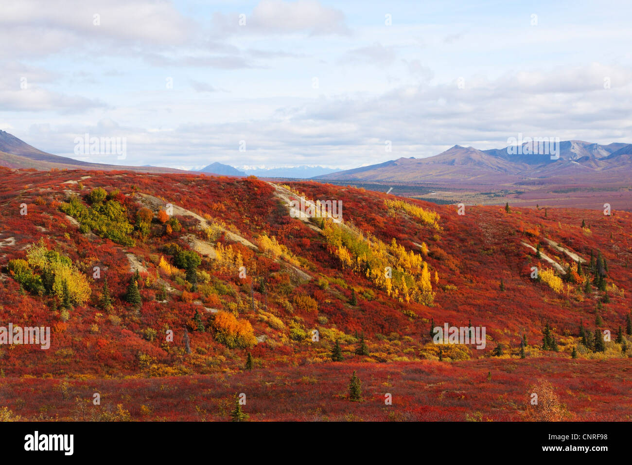 Paesaggio di Denali National Park in autunno, STATI UNITI D'AMERICA, Alaska Denali Nationalpark Foto Stock