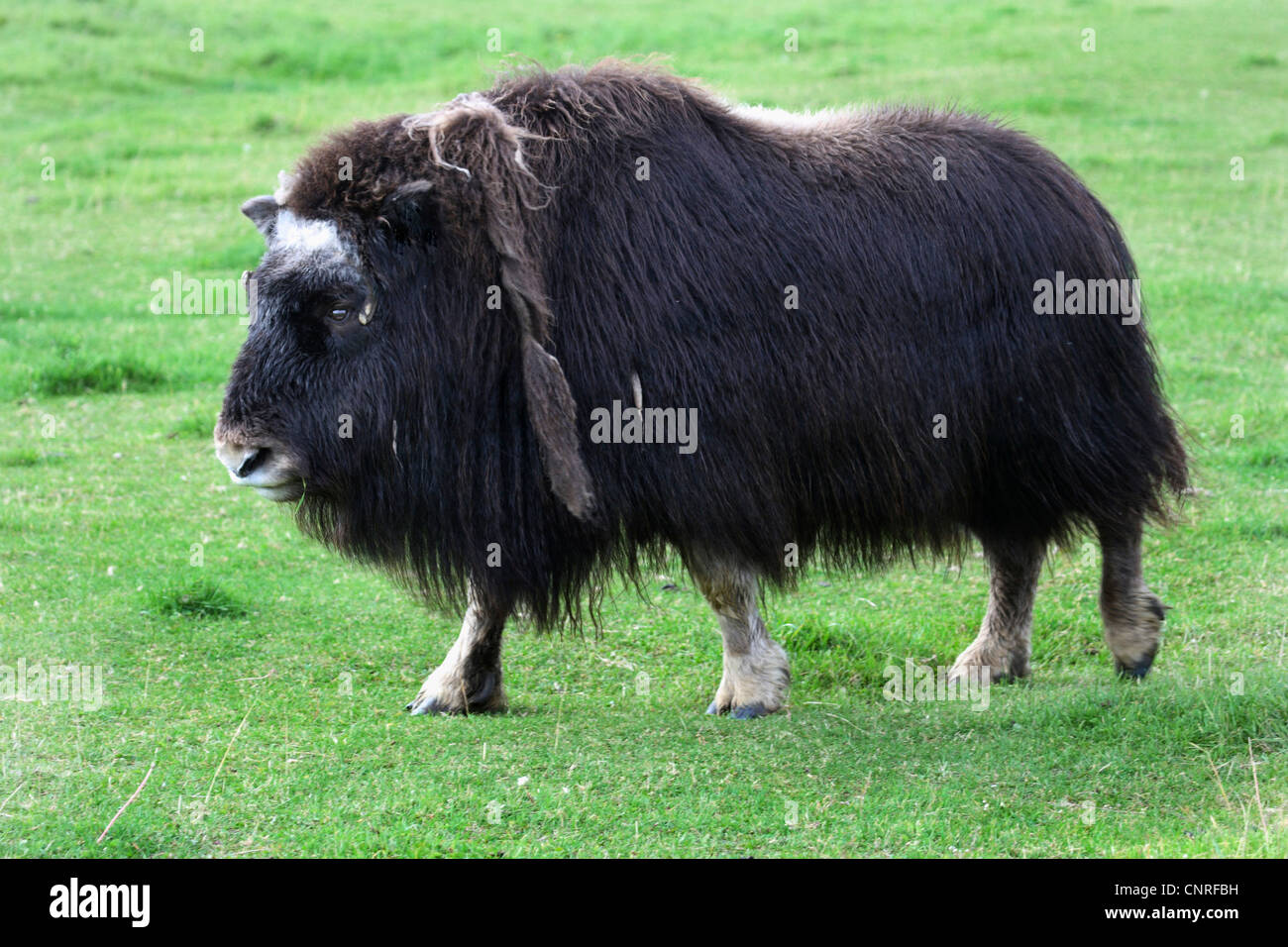 Muskox (Ovibos moschatus), unico animale cammina su un prato, USA, Alaska Foto Stock