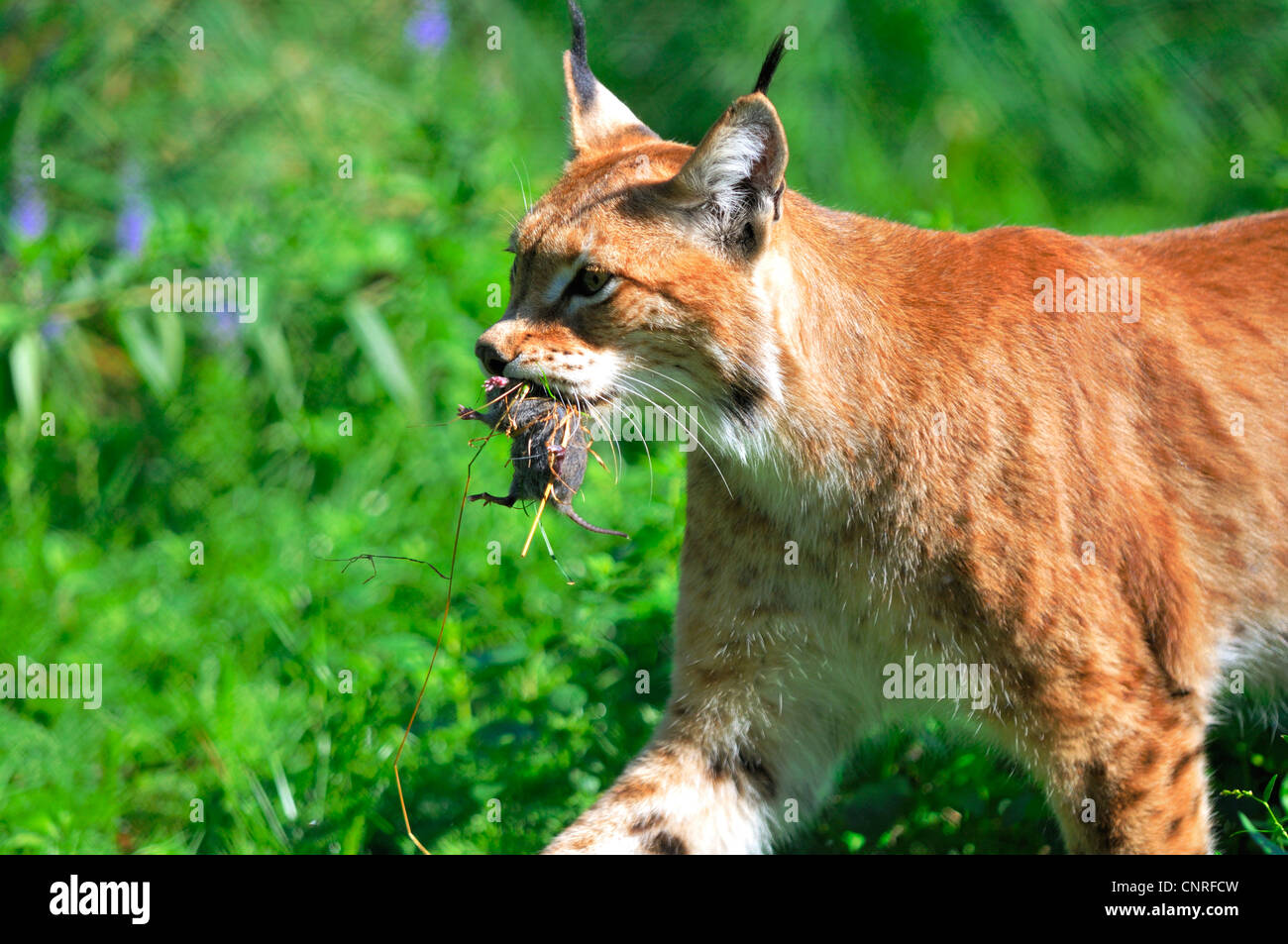 Eurasian (Lynx Lynx lynx), femmina con catturato il mouse Foto Stock