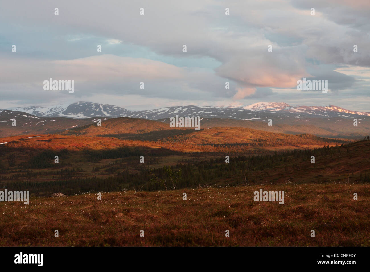 La tundra al sole di mezzanotte, Norvegia Foto Stock