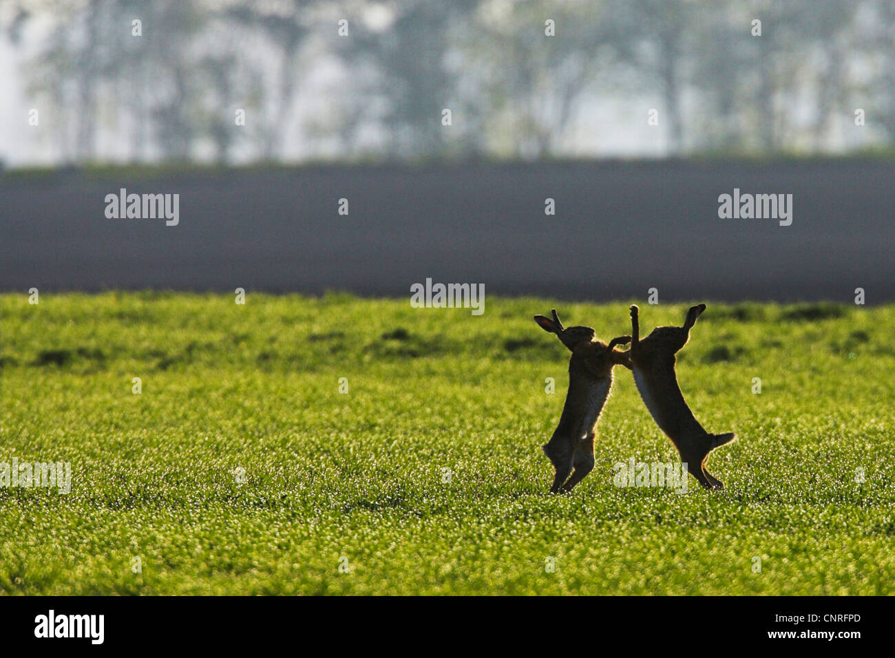 Unione lepre (Lepus europaeus), due scontri privati sul prato, in Germania, in Renania Palatinato Foto Stock