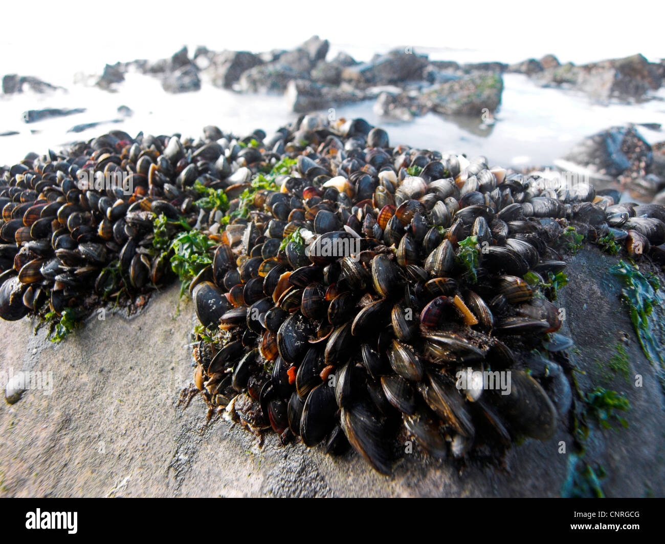 Mitili (Mytiloidea), cozze al Mare del Nord con la bassa marea, Paesi Bassi Foto Stock