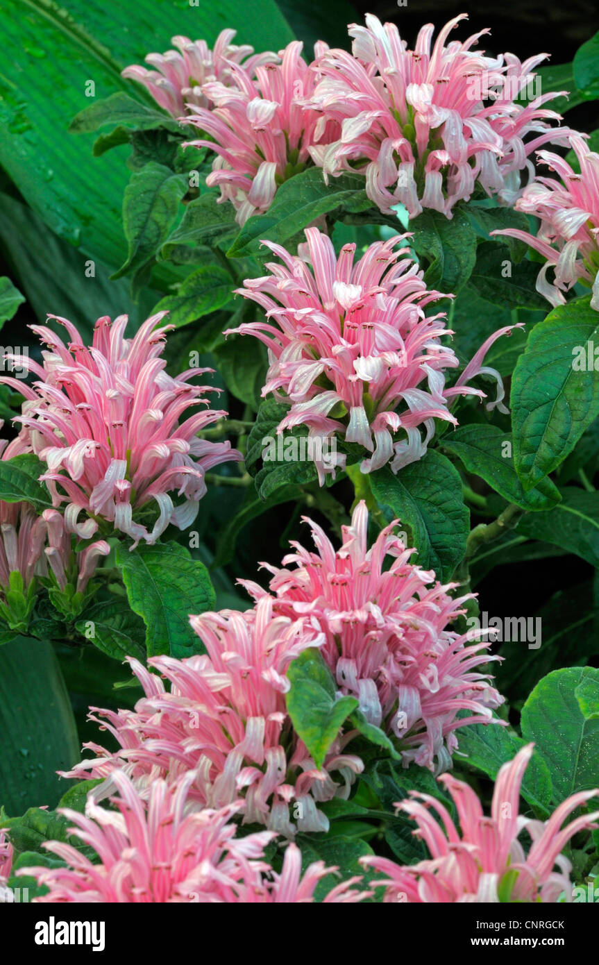 Pennacchio di rosa fiori di colore rosa, jacobinia pennacchio brasiliano fiore (Jacobinia carnea, Justicia carnea), fioritura Foto Stock