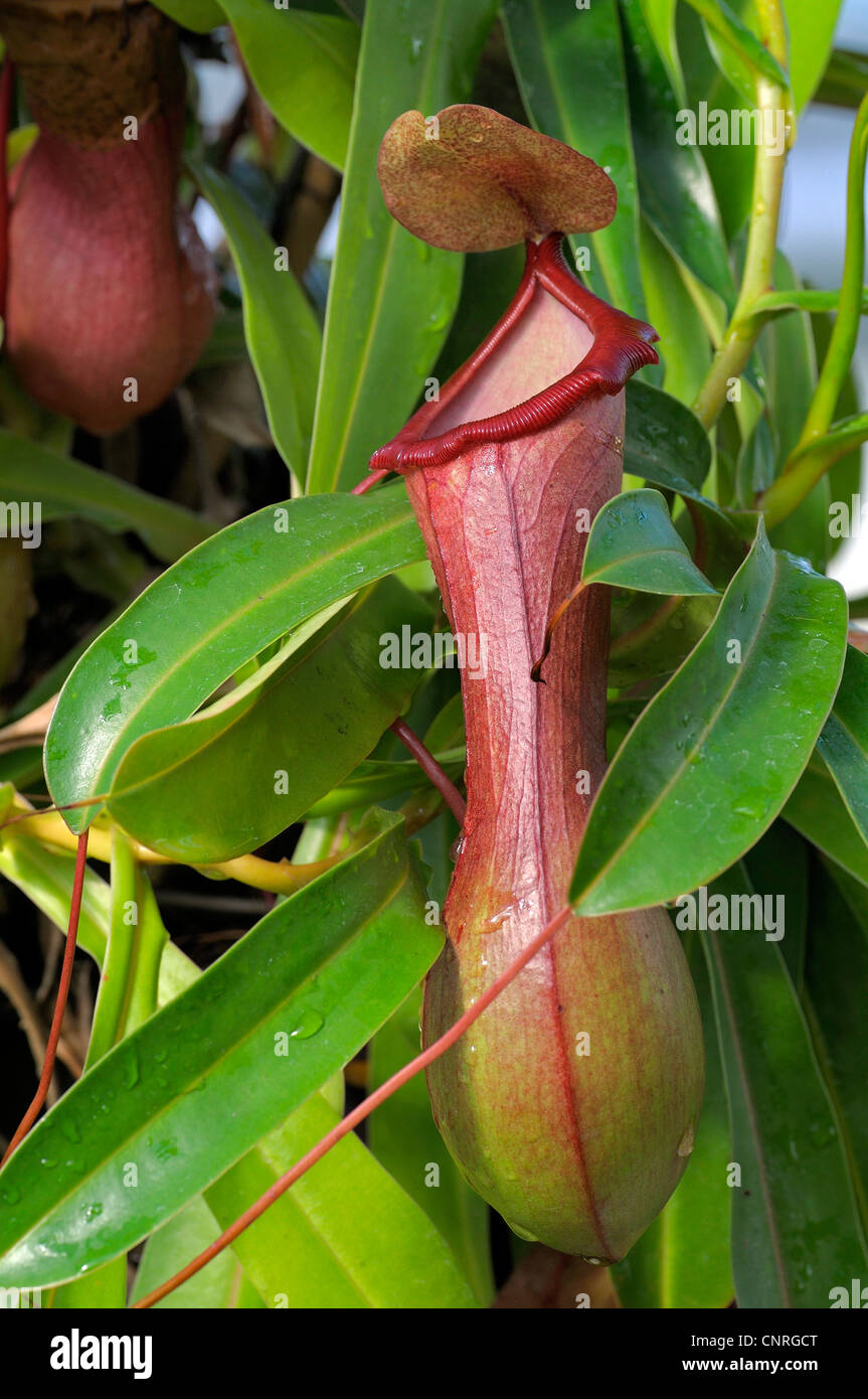 Brocca-piante (Nepenthes ventricosa), foglie modificate come trap Foto Stock