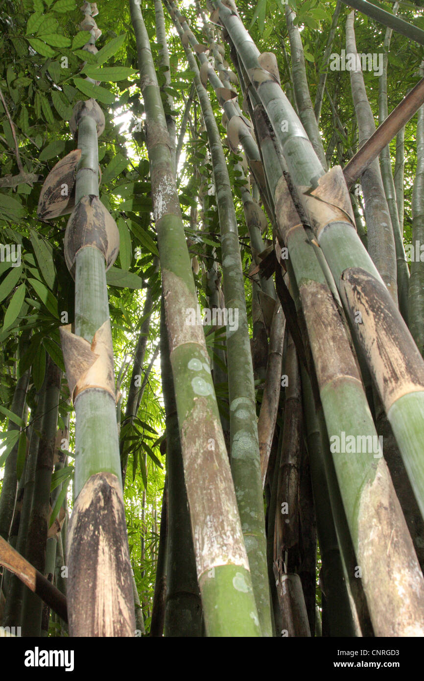 Bambù gigante (Dendrocalamus giganteus, Bambusa gigantea), culms, ca. 20 m. alto, Thailandia, Khao Lak Parco Nazionale Foto Stock