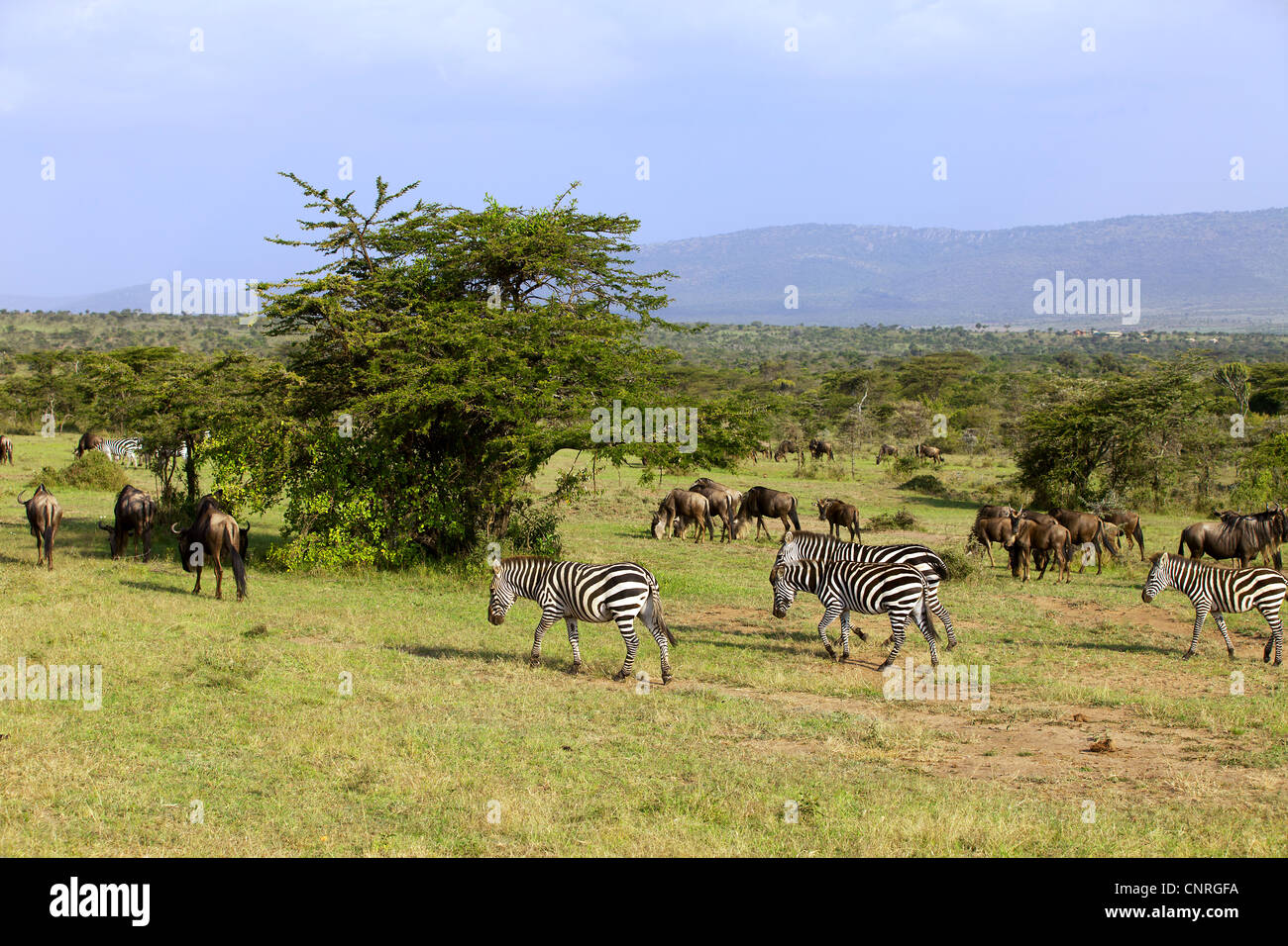 Zebre e GNU nel Masai Mara Africa Foto Stock