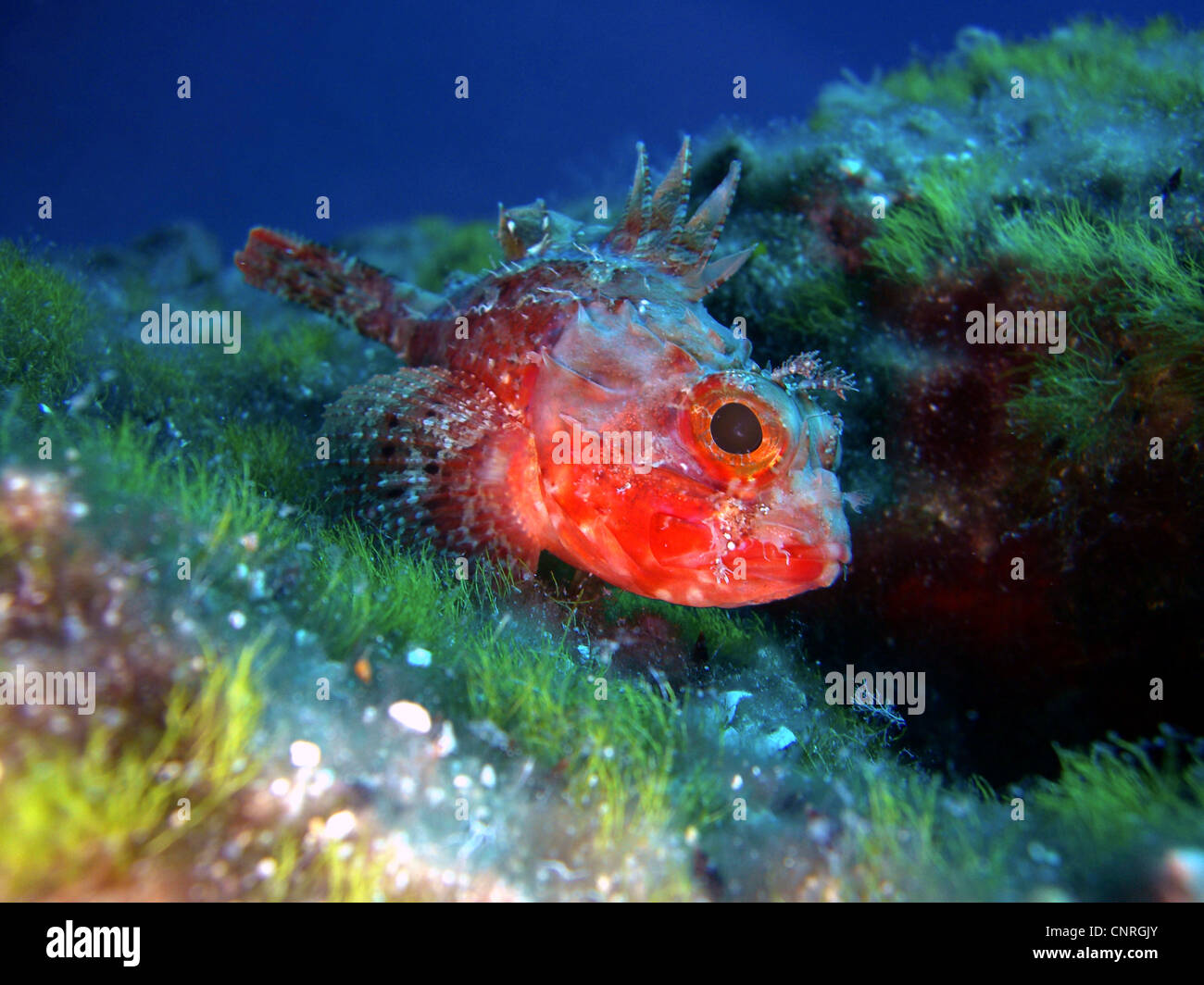Minor red scorfani, poco scorfani, piccoli scorfani rossi (Scorpaena notata, Scorpaena ustulata), nella barriera corallina, Croazia, Insel Solta Foto Stock