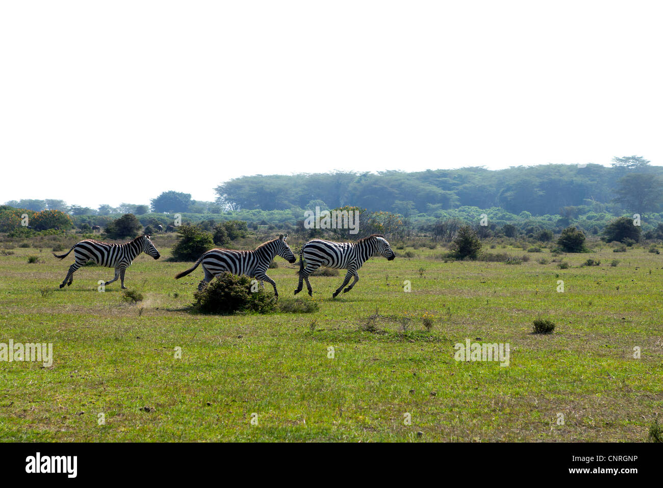Tre in funzione zebra in Kenya Africa Foto Stock