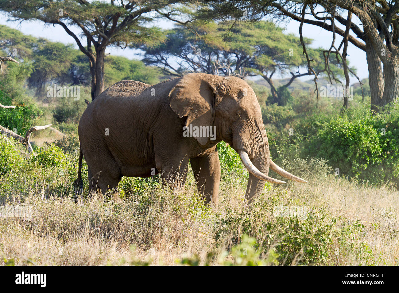 Elefante africano in riserva Masai Mara Kenya Foto Stock