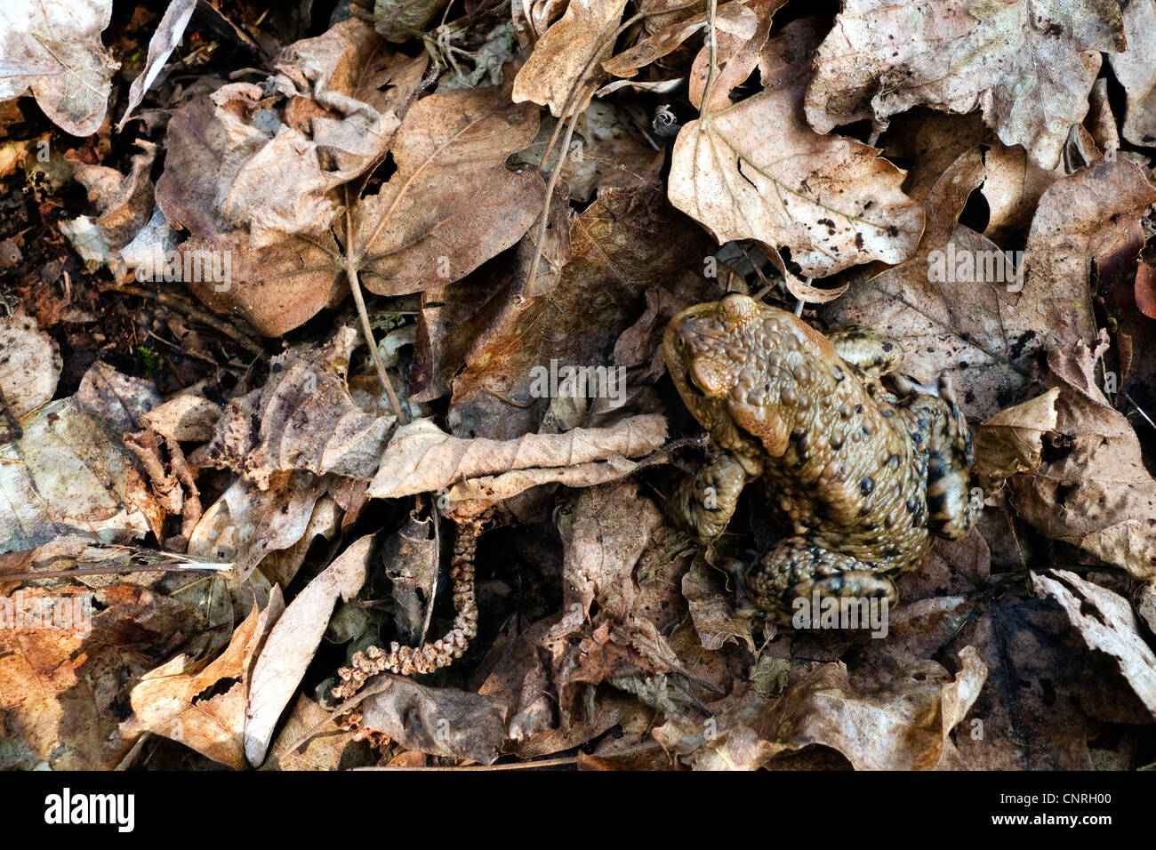 Europeo di rospo comune (Bufo bufo), maschio ben mimetizzata sulla terra foresta, GERMANIA Baden-Wuerttemberg, Odenwald Foto Stock