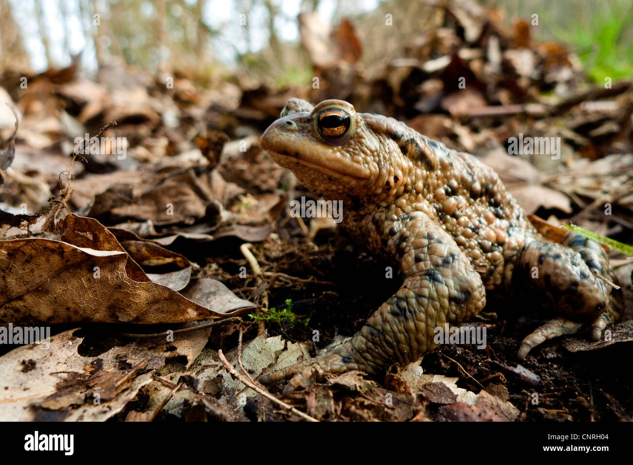 Europeo di rospo comune (Bufo bufo), maschio ben mimetizzata sulla terra foresta, GERMANIA Baden-Wuerttemberg Foto Stock
