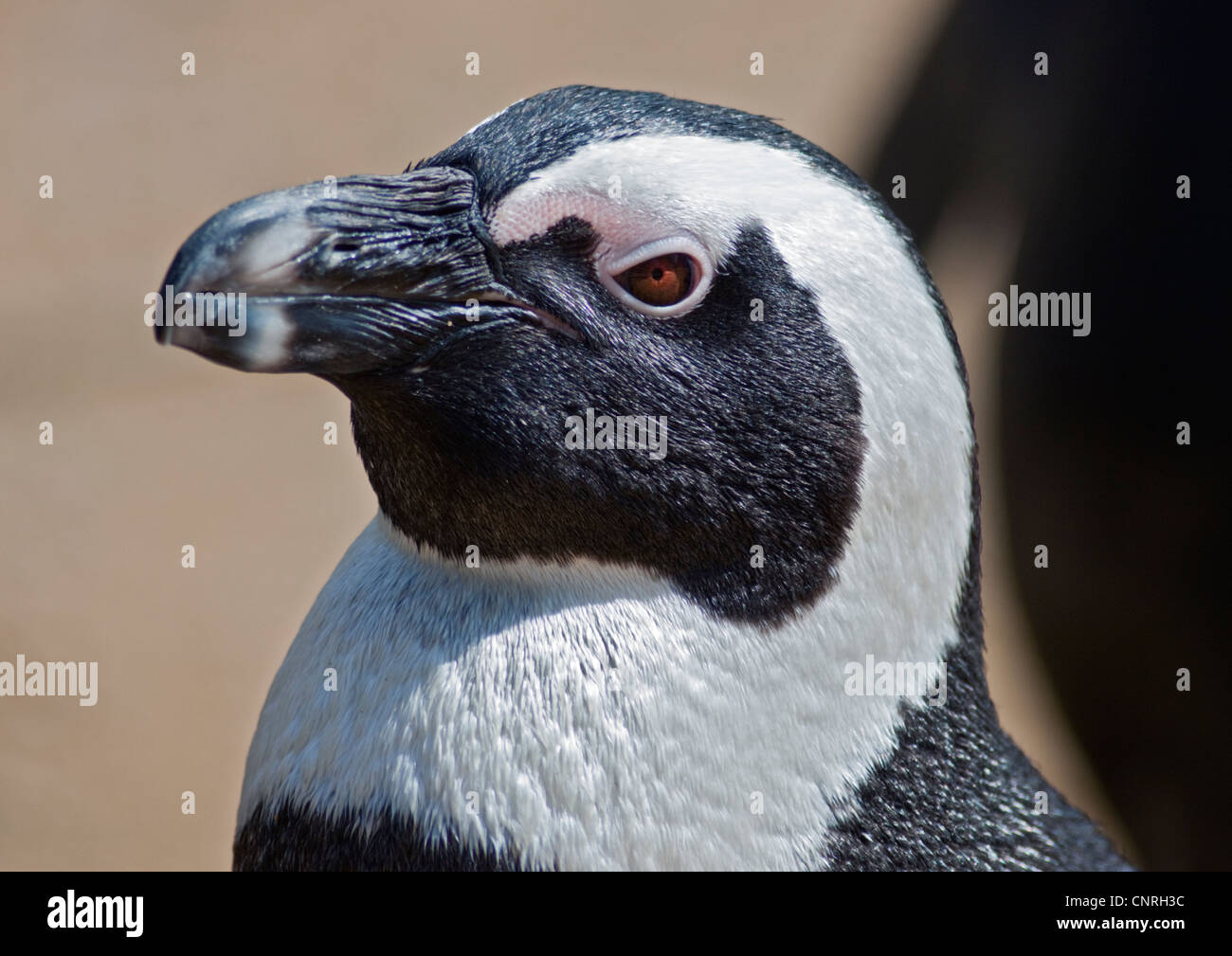 Nero Footed/Pinguino africano (Spheniscus demersus) Foto Stock
