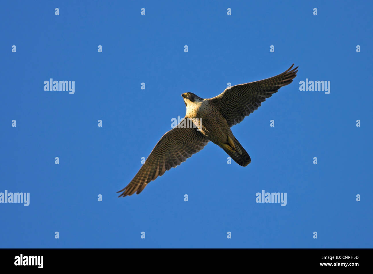 Falco pellegrino (Falco peregrinus), volare, Europa Foto Stock