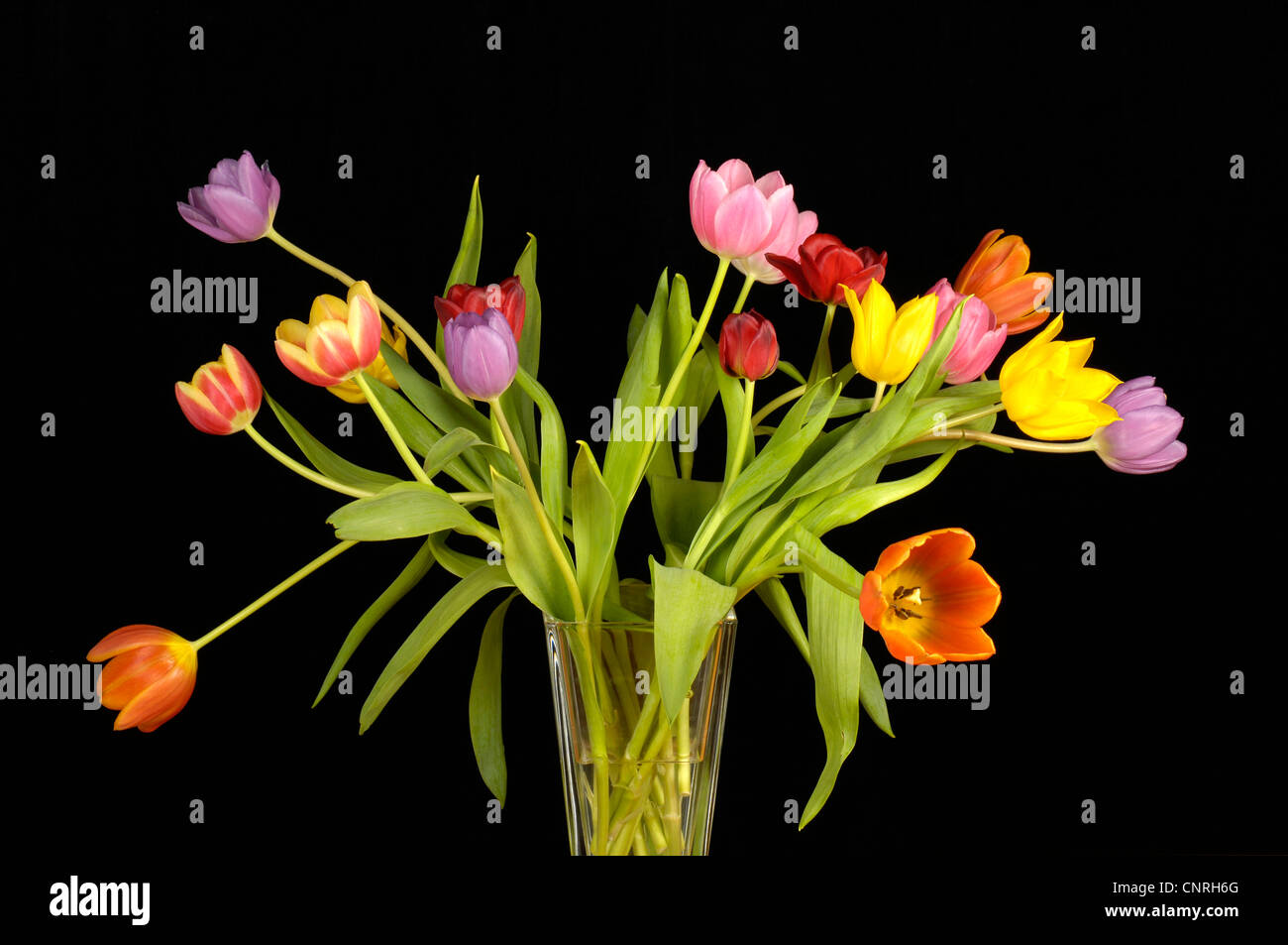 Giardino in comune tulip (Tulipa gesneriana), mazzo di tulipani di fronte a sfondo nero Foto Stock