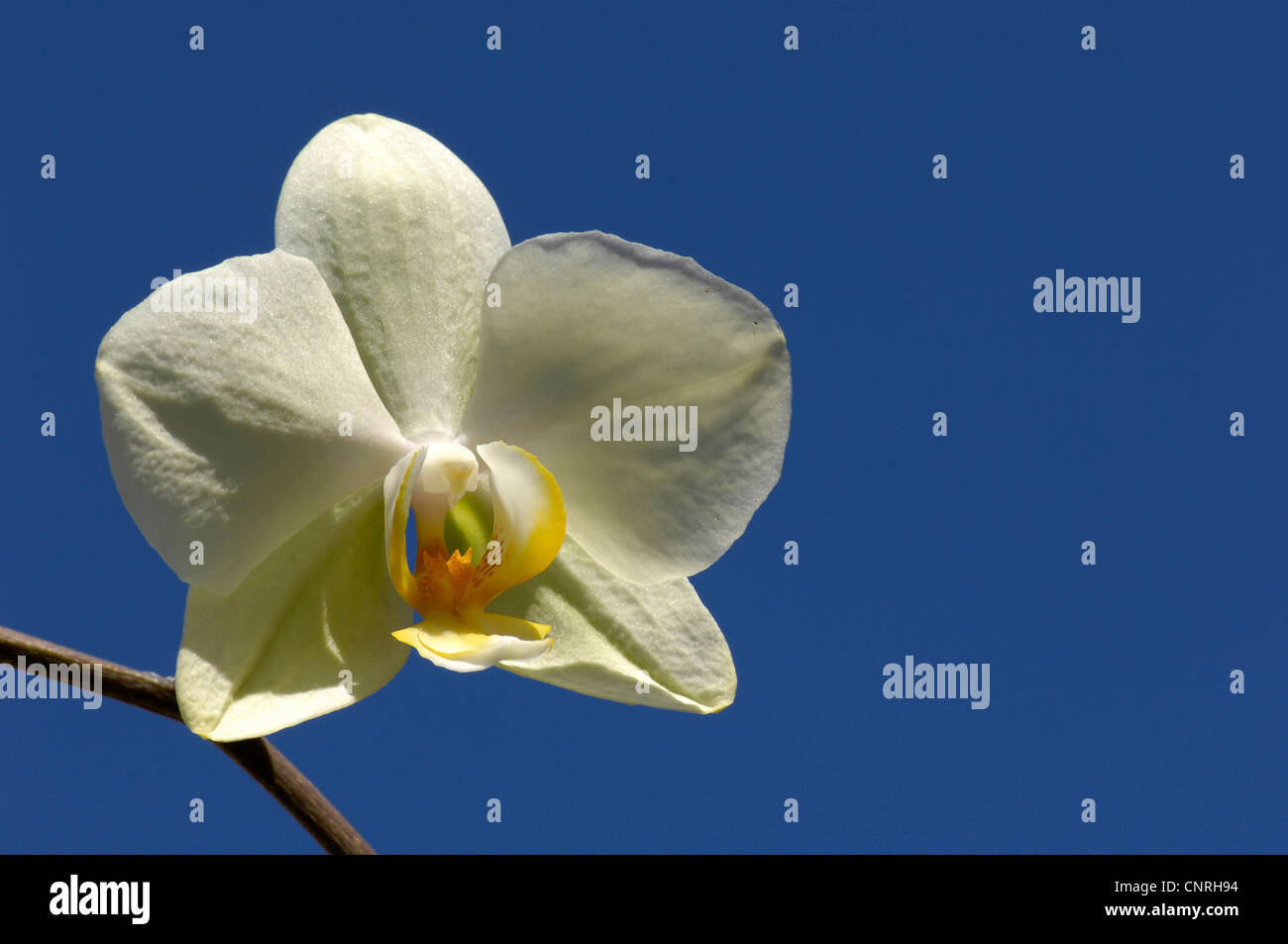 Moth orchid (Phalaenopsis ibrido), fiori nella parte anteriore del cielo blu Foto Stock