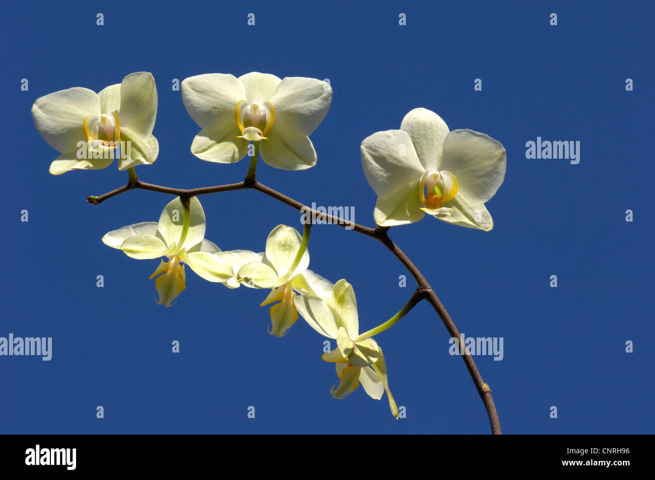 Moth orchid (Phalaenopsis ibrido), infiorescenza di fronte blu cielo Foto Stock